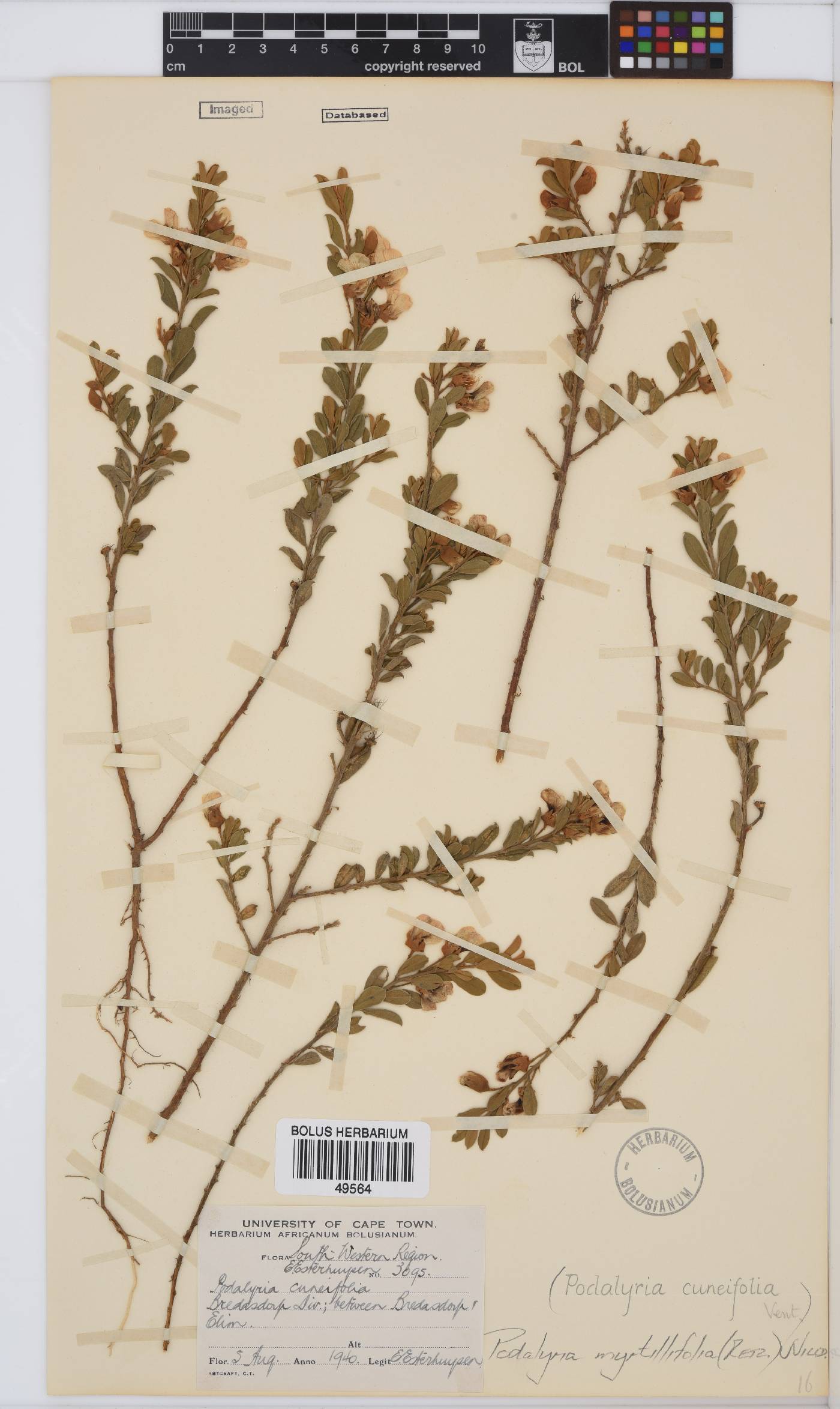 Podalyria myrtillifolia image