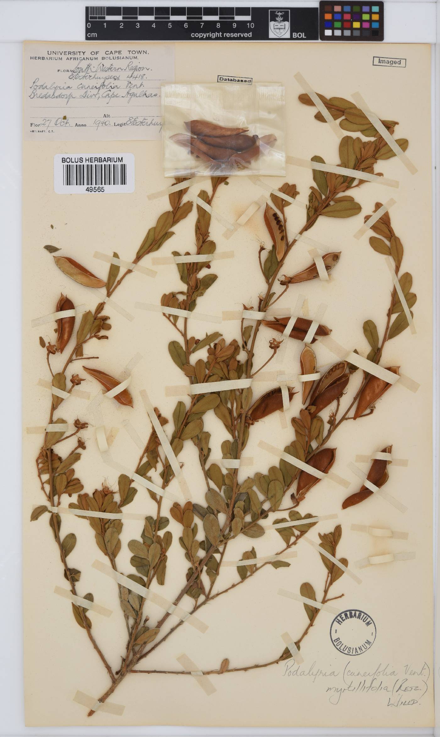 Podalyria myrtillifolia image