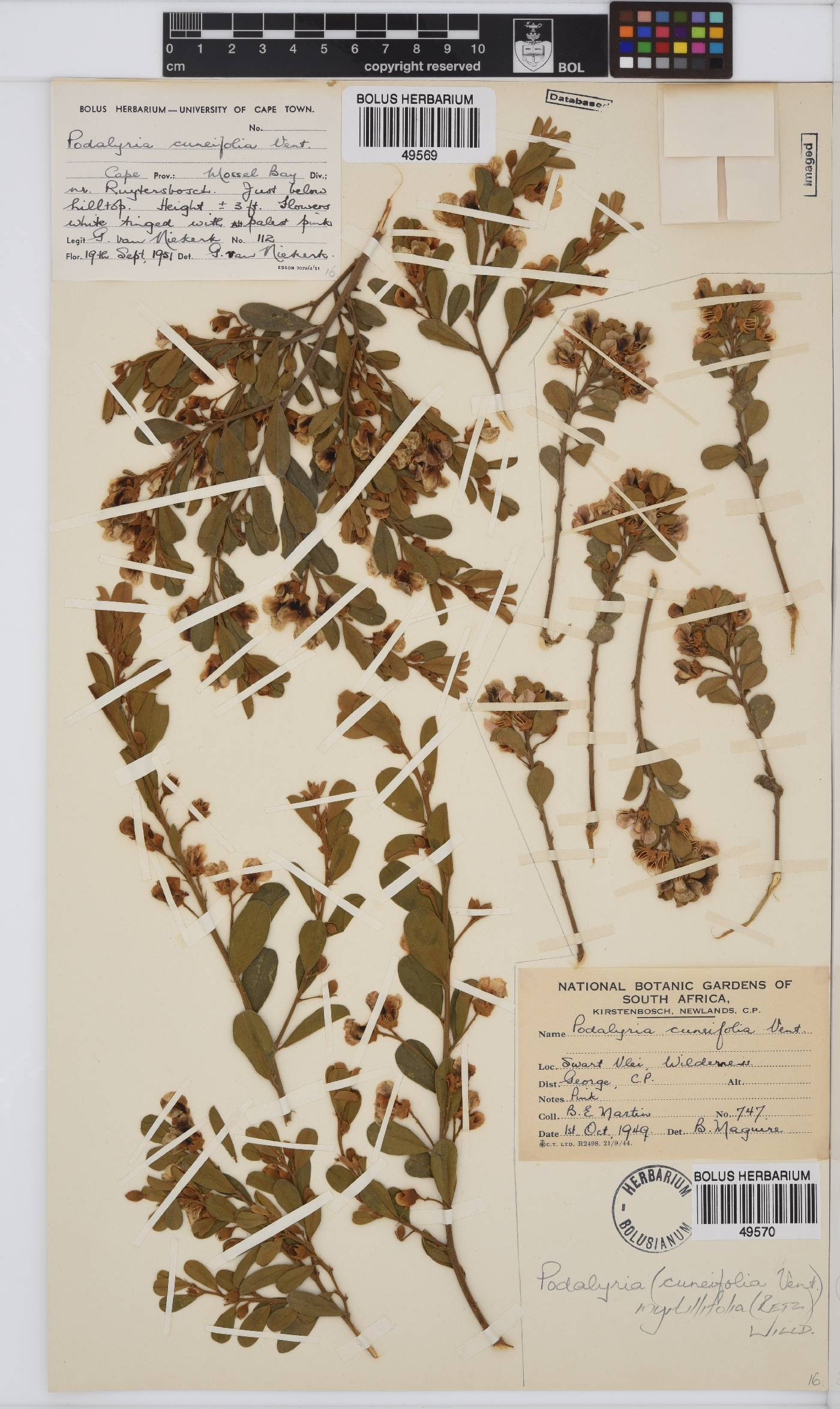 Podalyria myrtillifolia image
