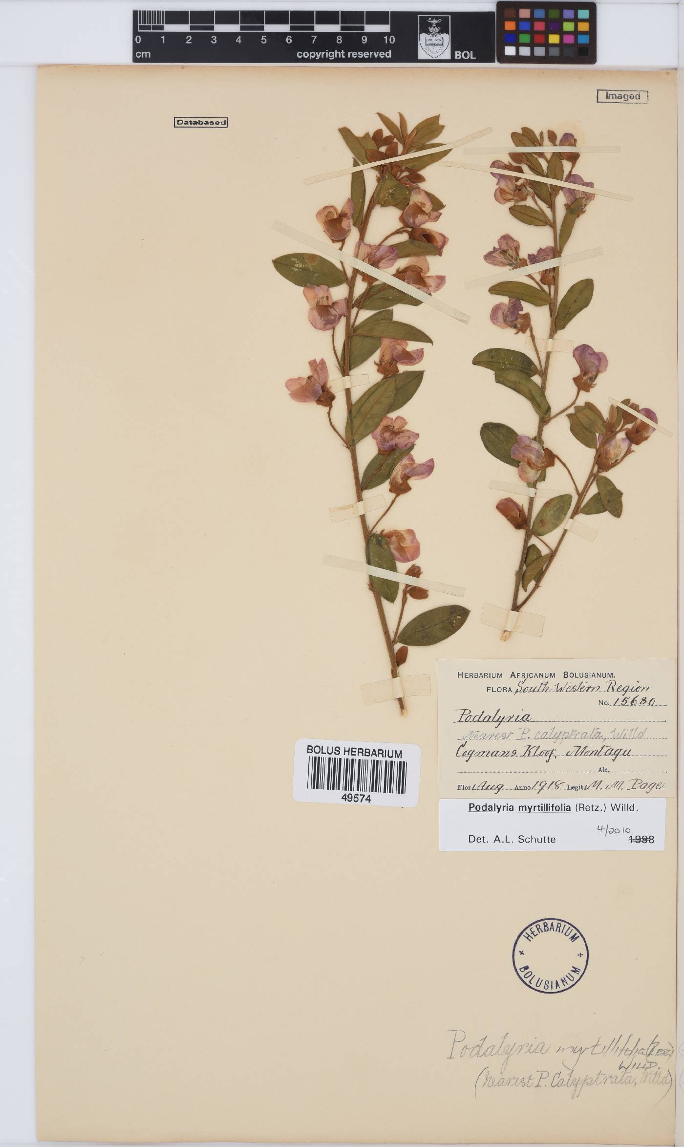 Podalyria myrtillifolia image