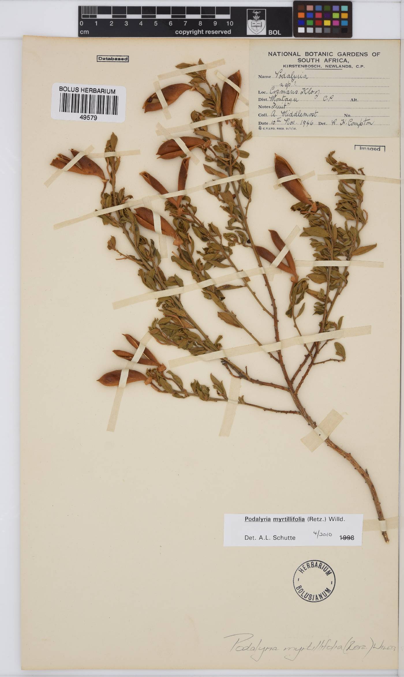 Podalyria myrtillifolia image