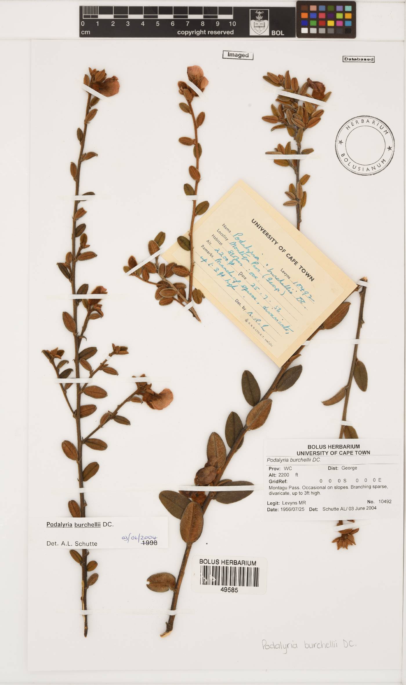 Podalyria burchellii image