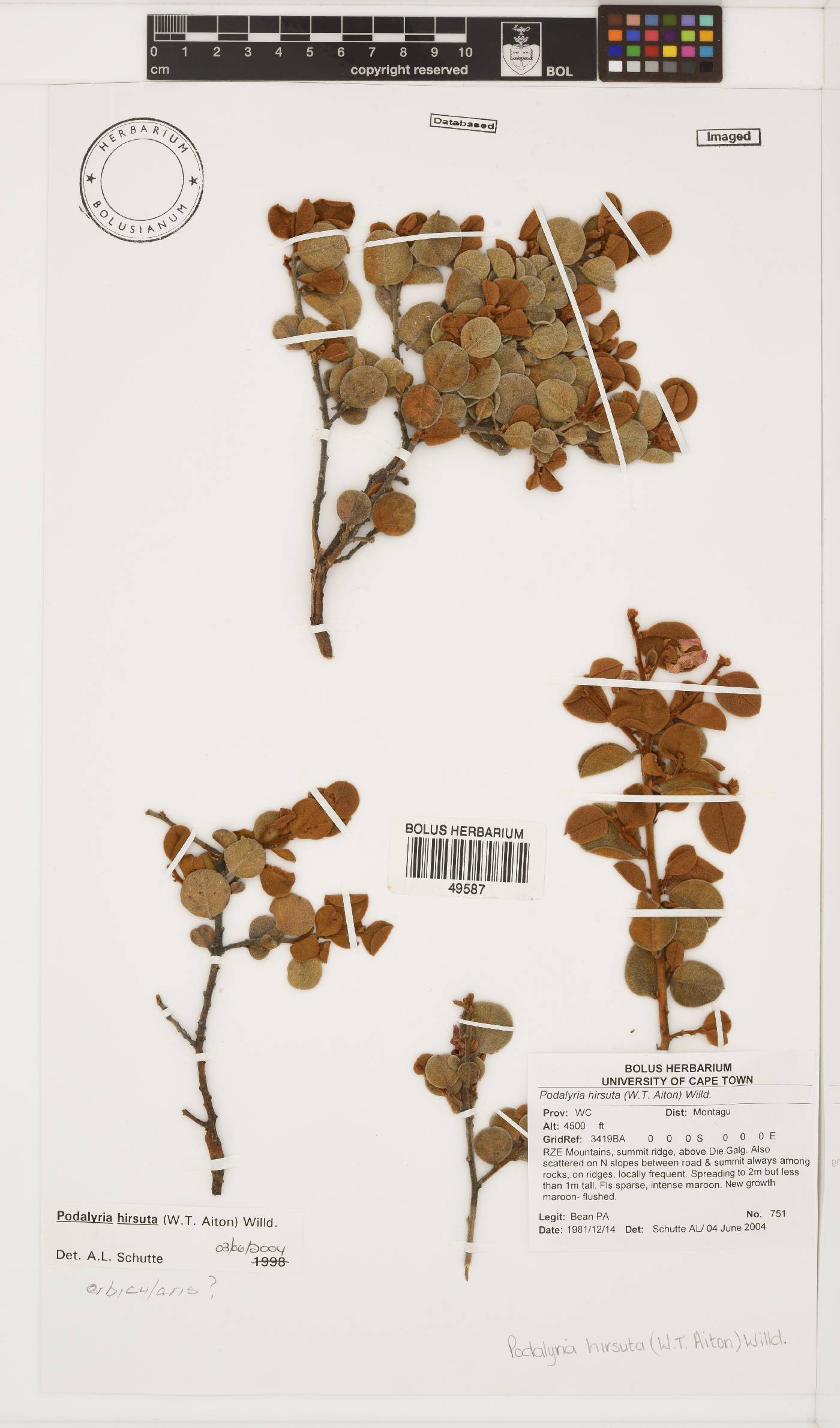 Podalyria hirsuta image
