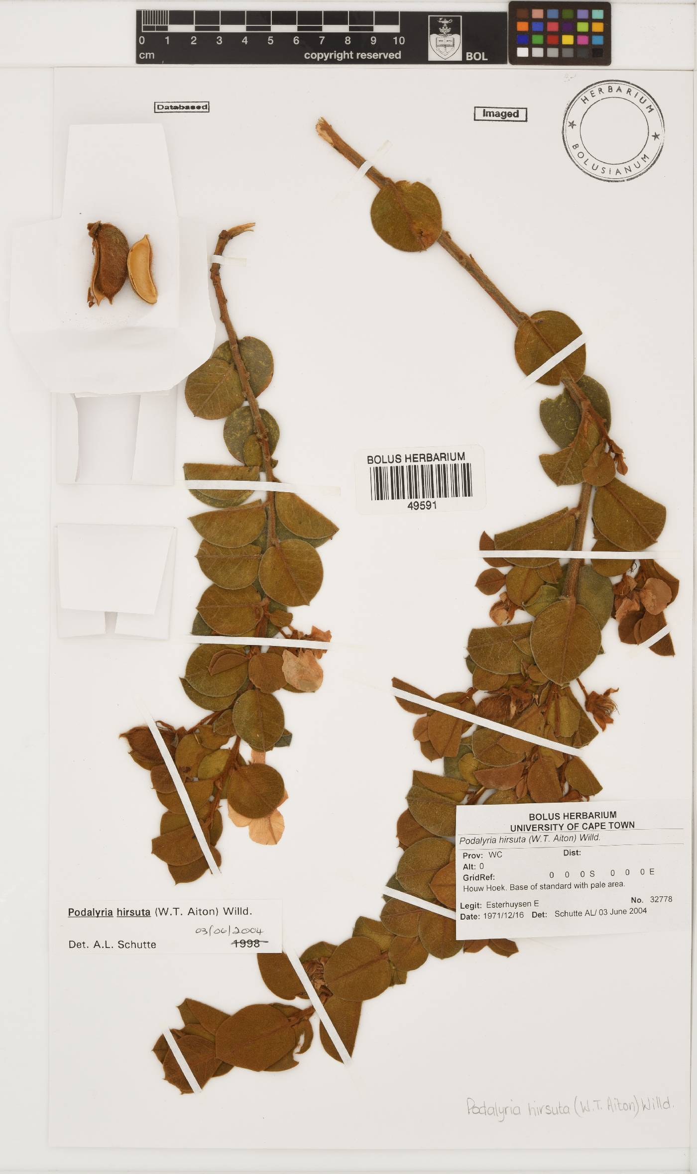 Podalyria hirsuta image