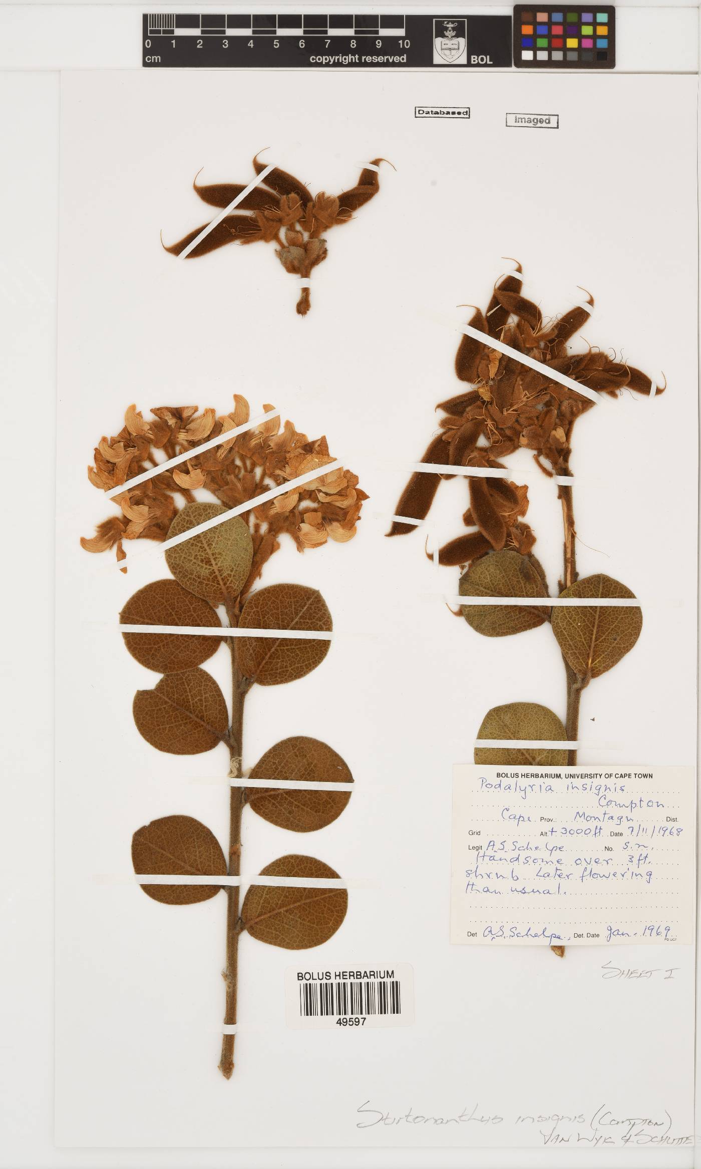 Stirtonanthus insignis image