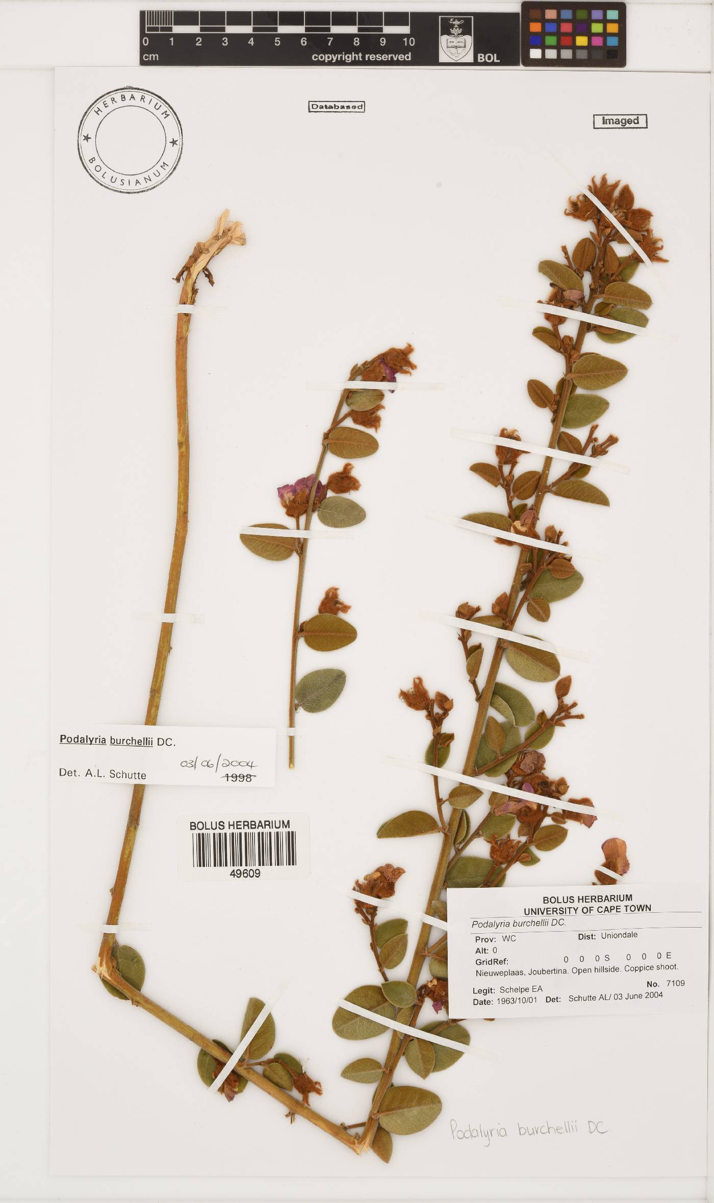 Podalyria burchellii image