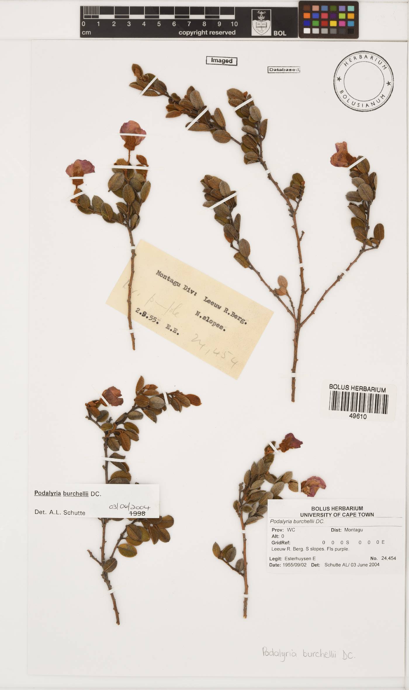 Podalyria burchellii image