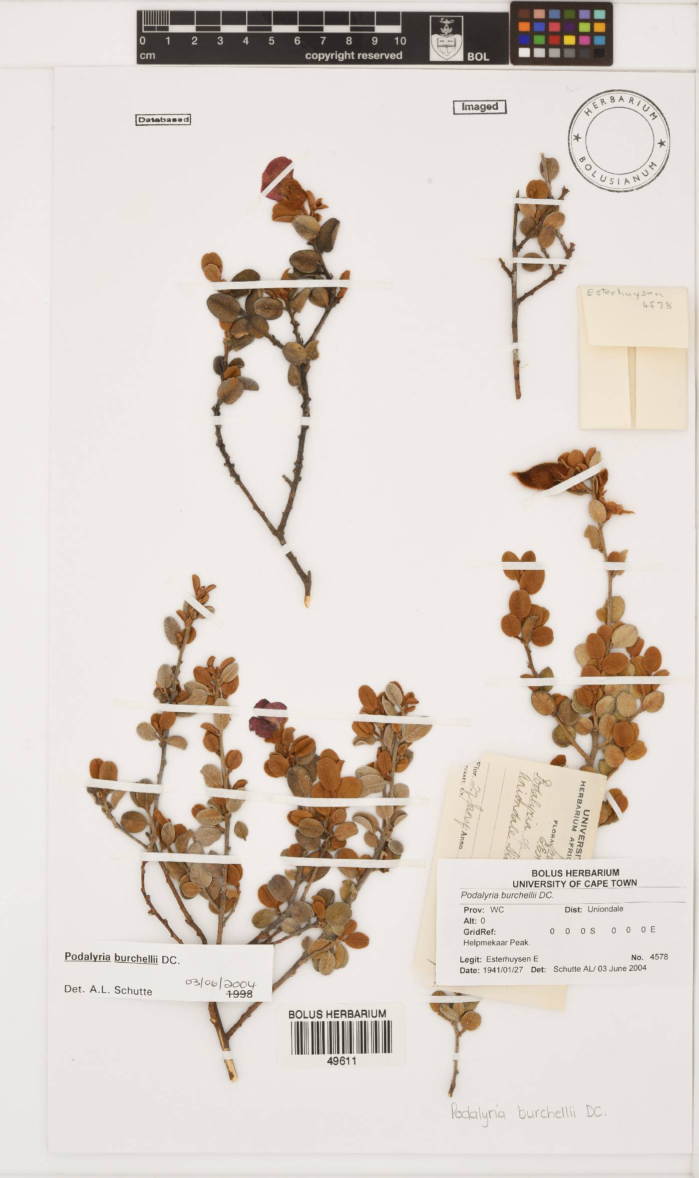 Podalyria burchellii image