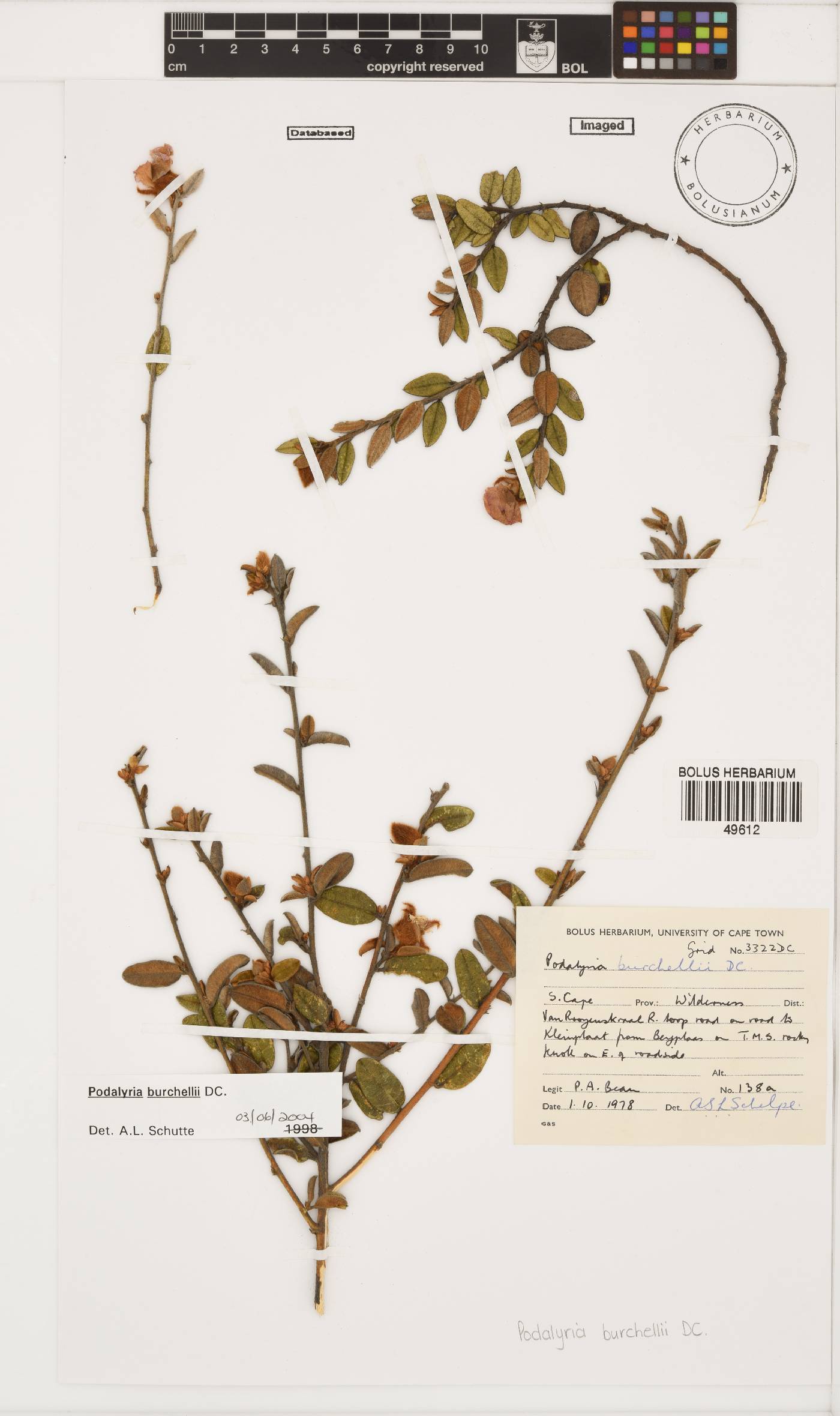 Podalyria burchellii image