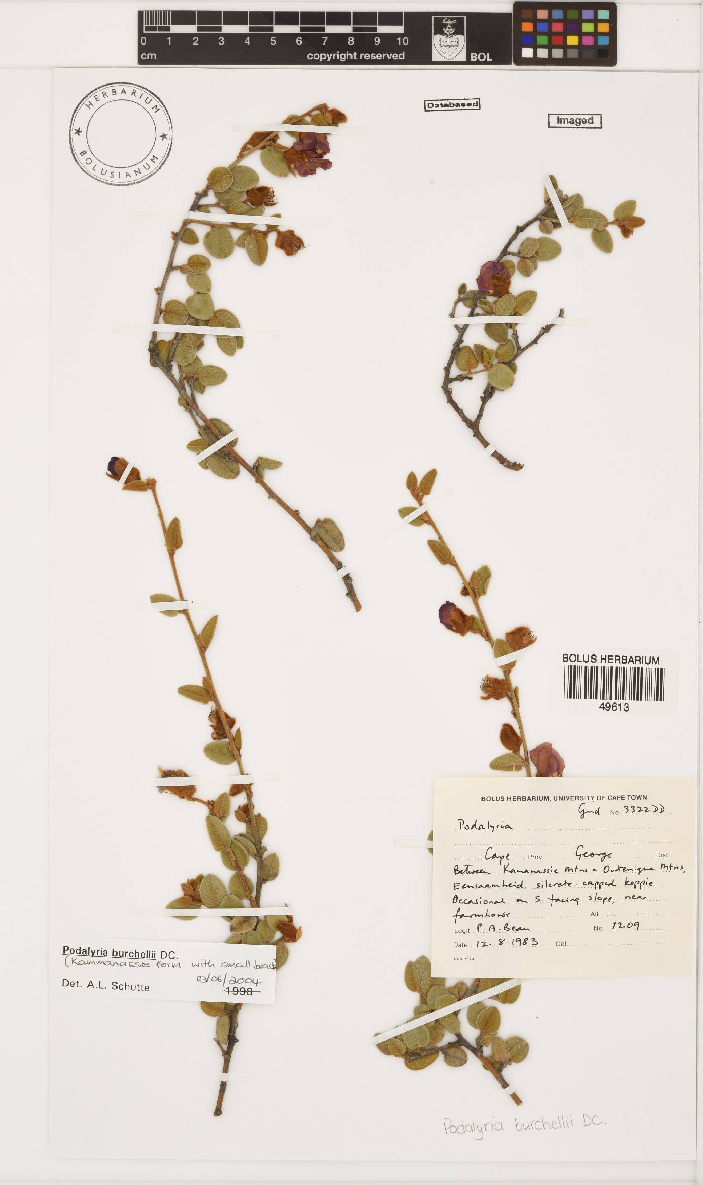 Podalyria burchellii image