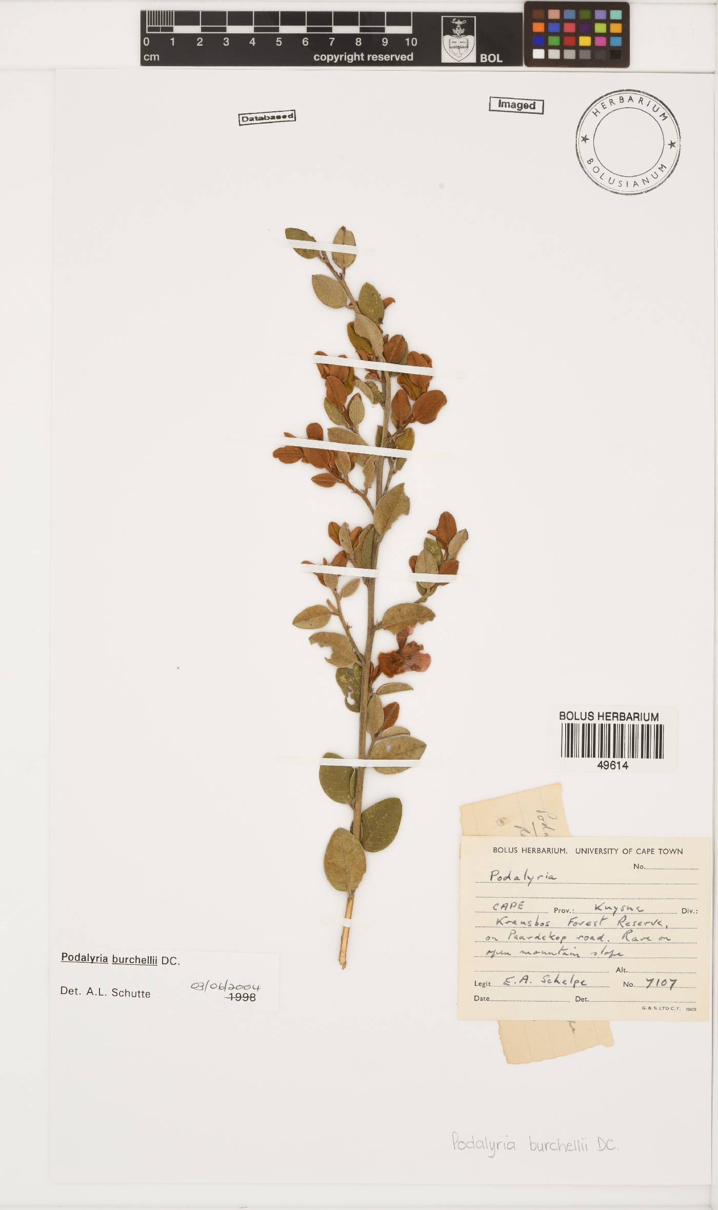 Podalyria burchellii image