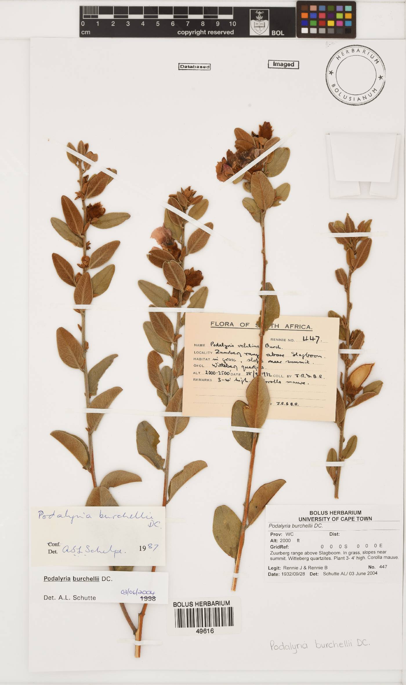 Podalyria burchellii image