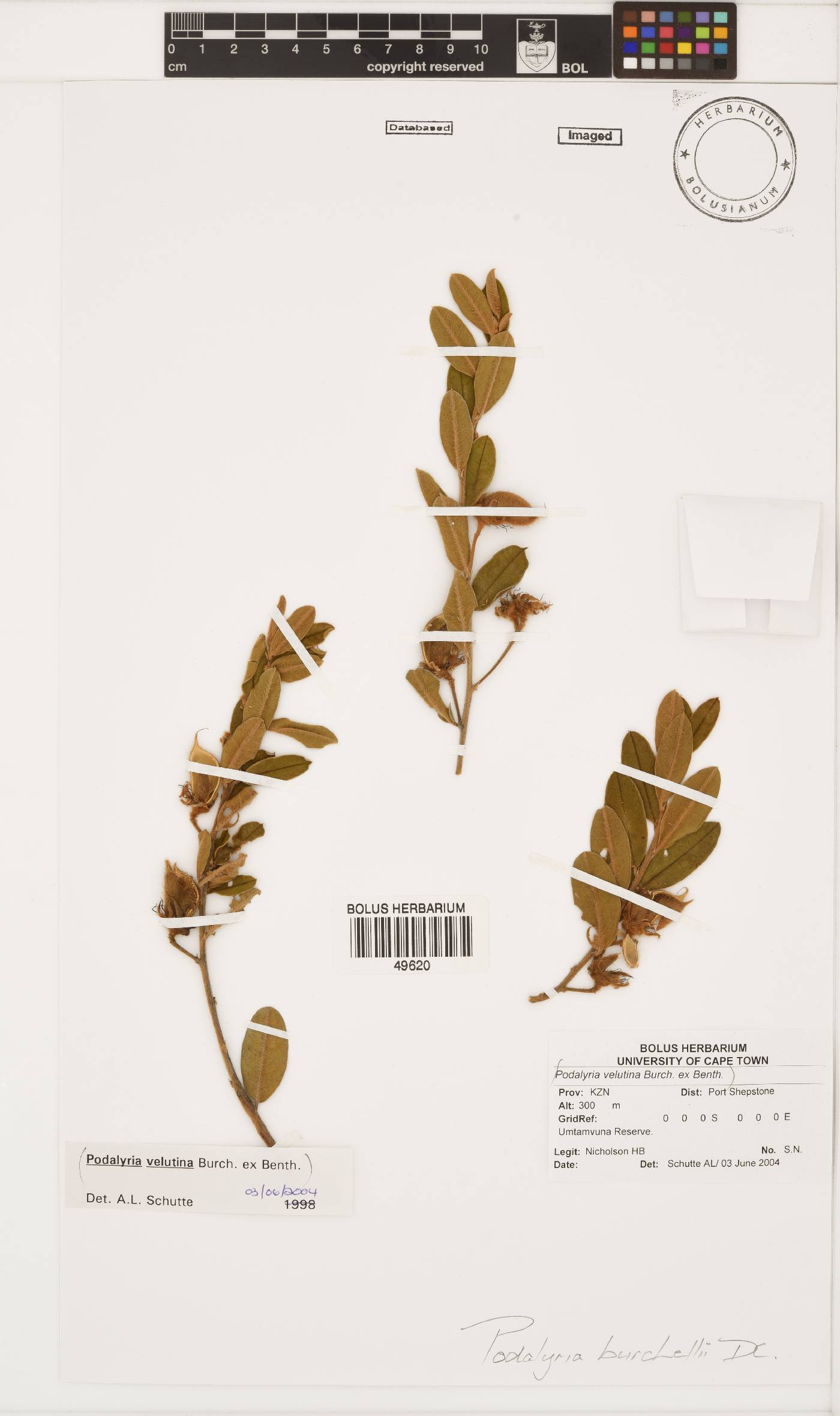 Podalyria burchellii image