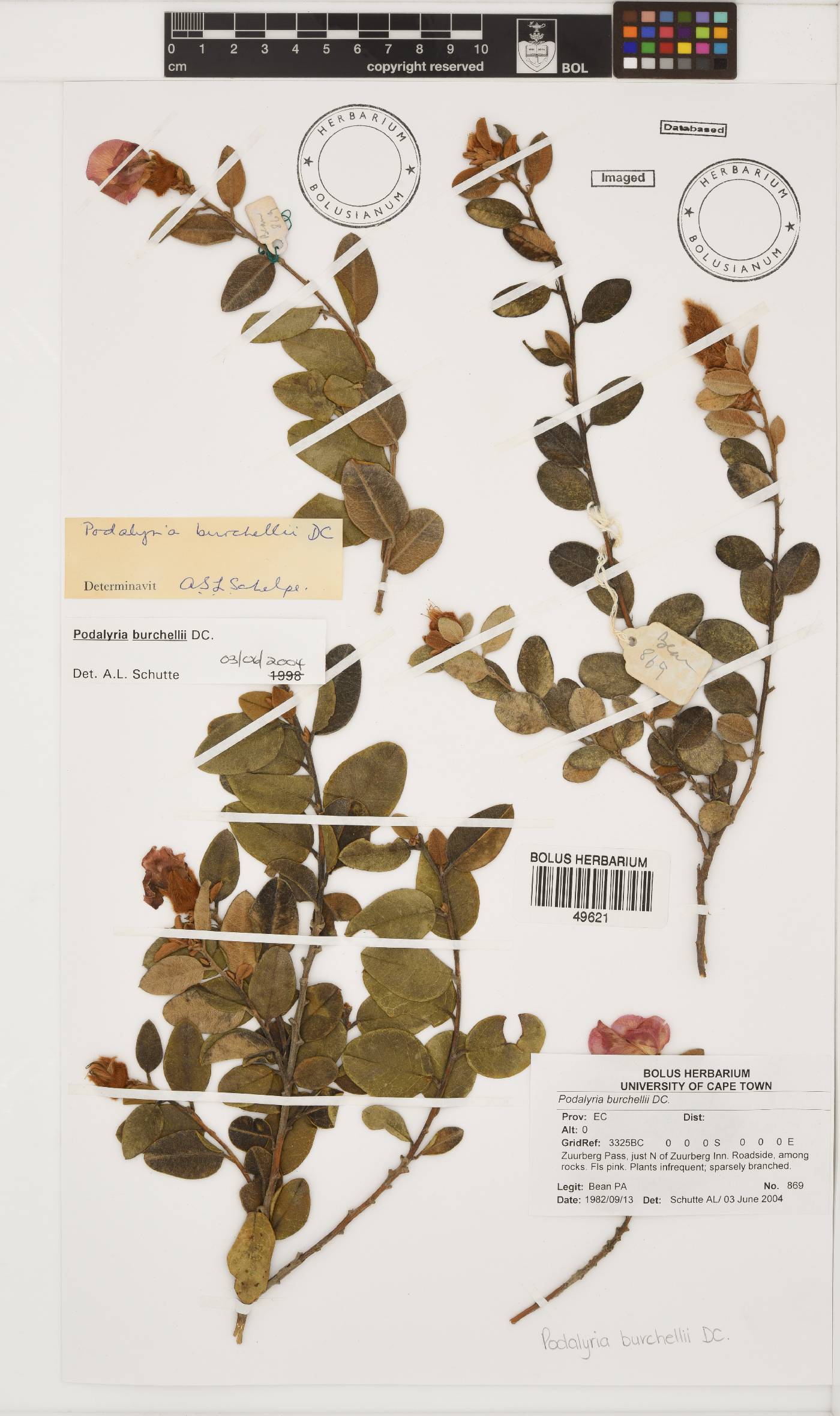 Podalyria burchellii image