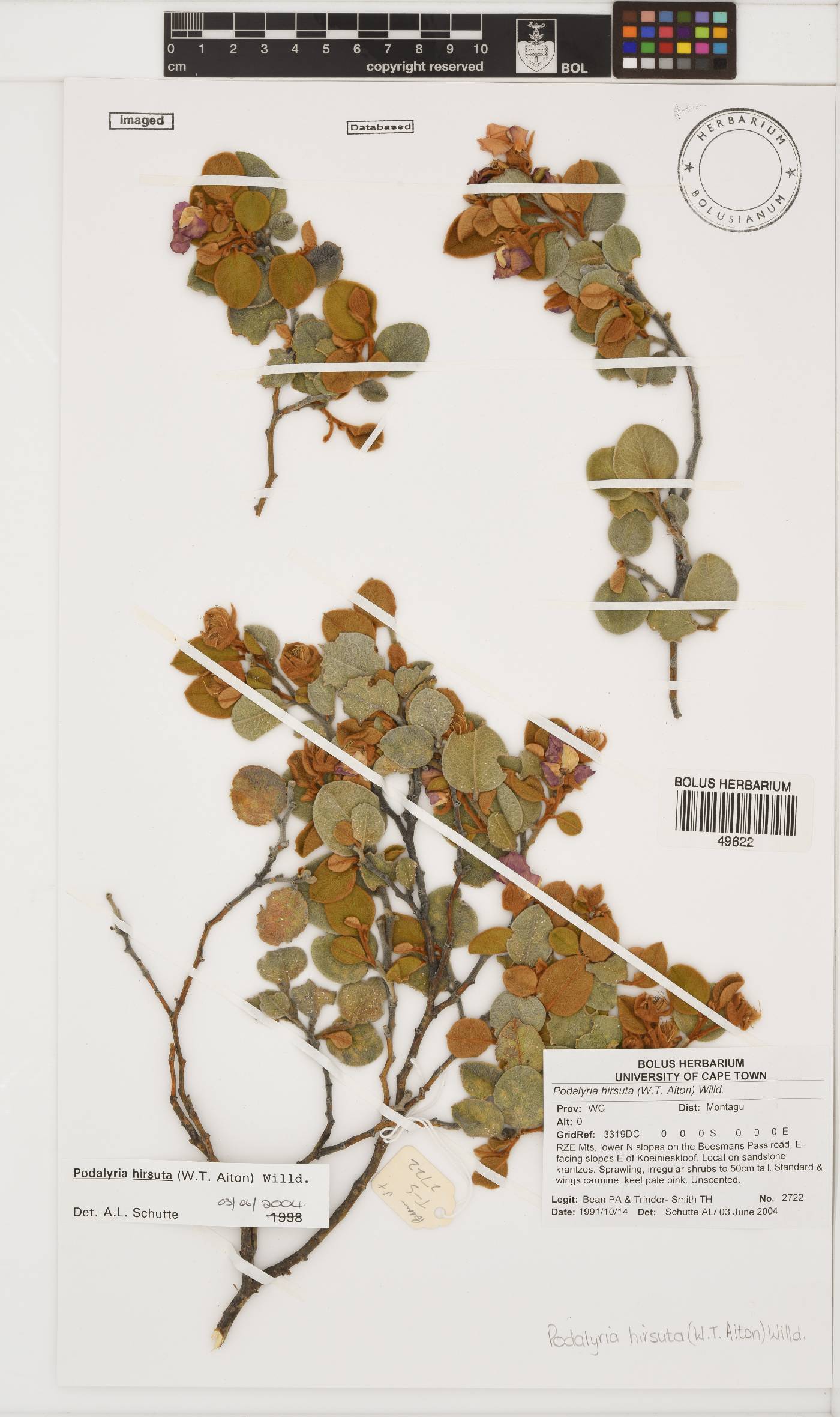Podalyria hirsuta image