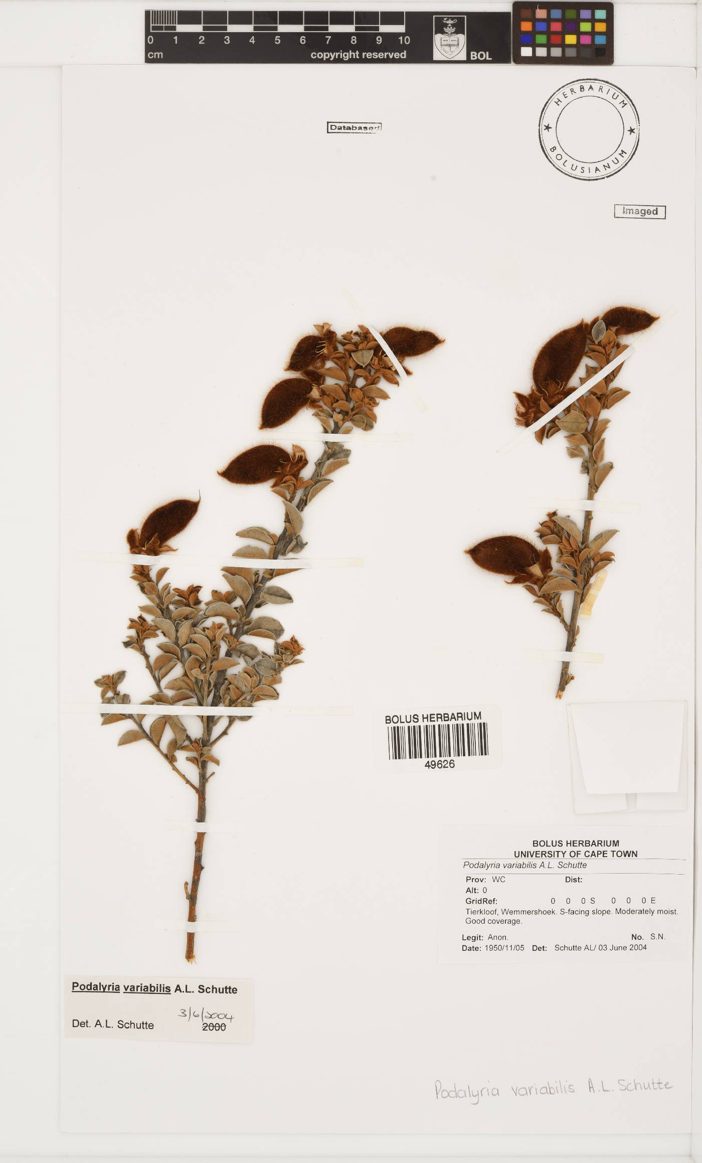 Podalyria variabilis image