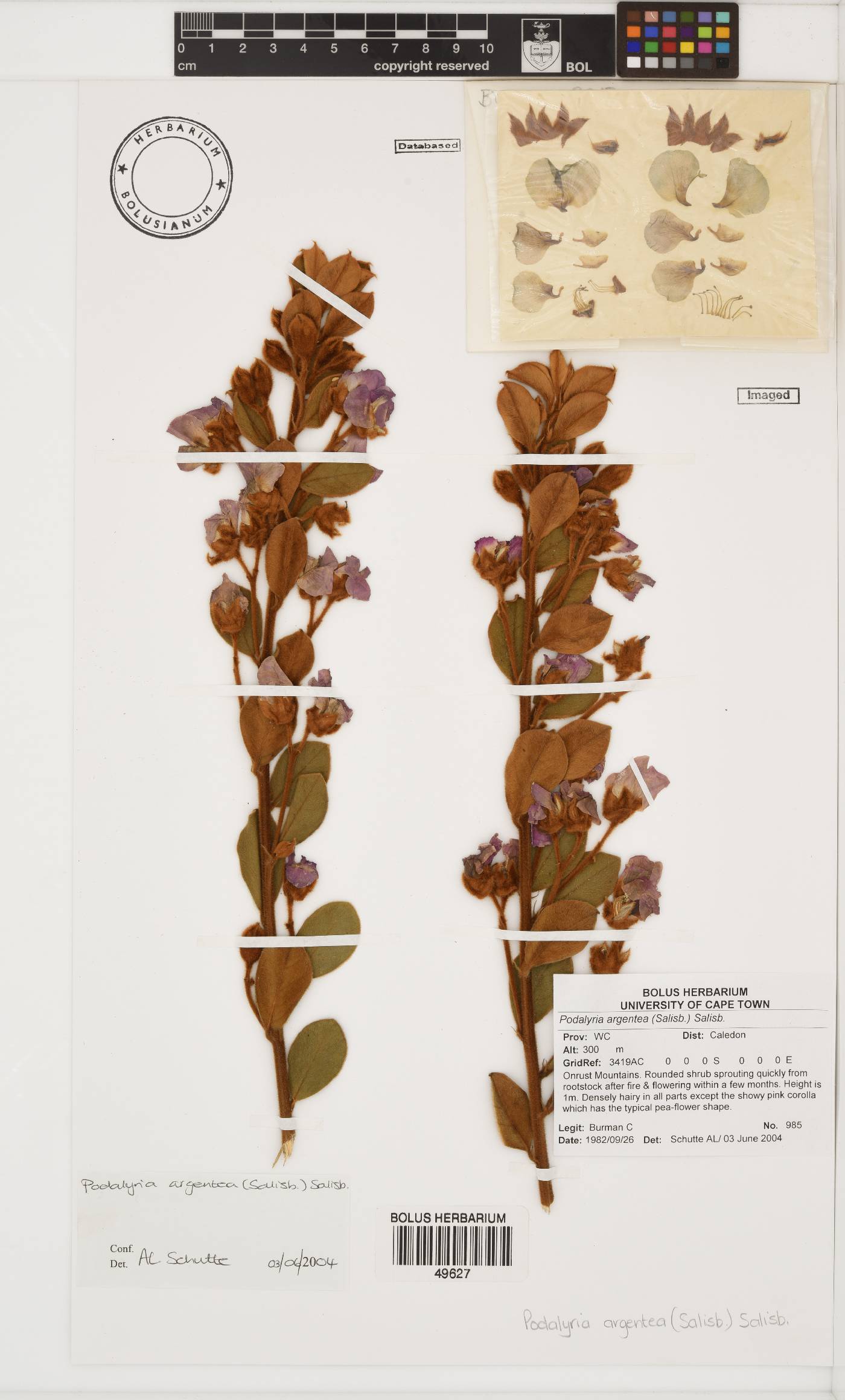 Podalyria argentea image