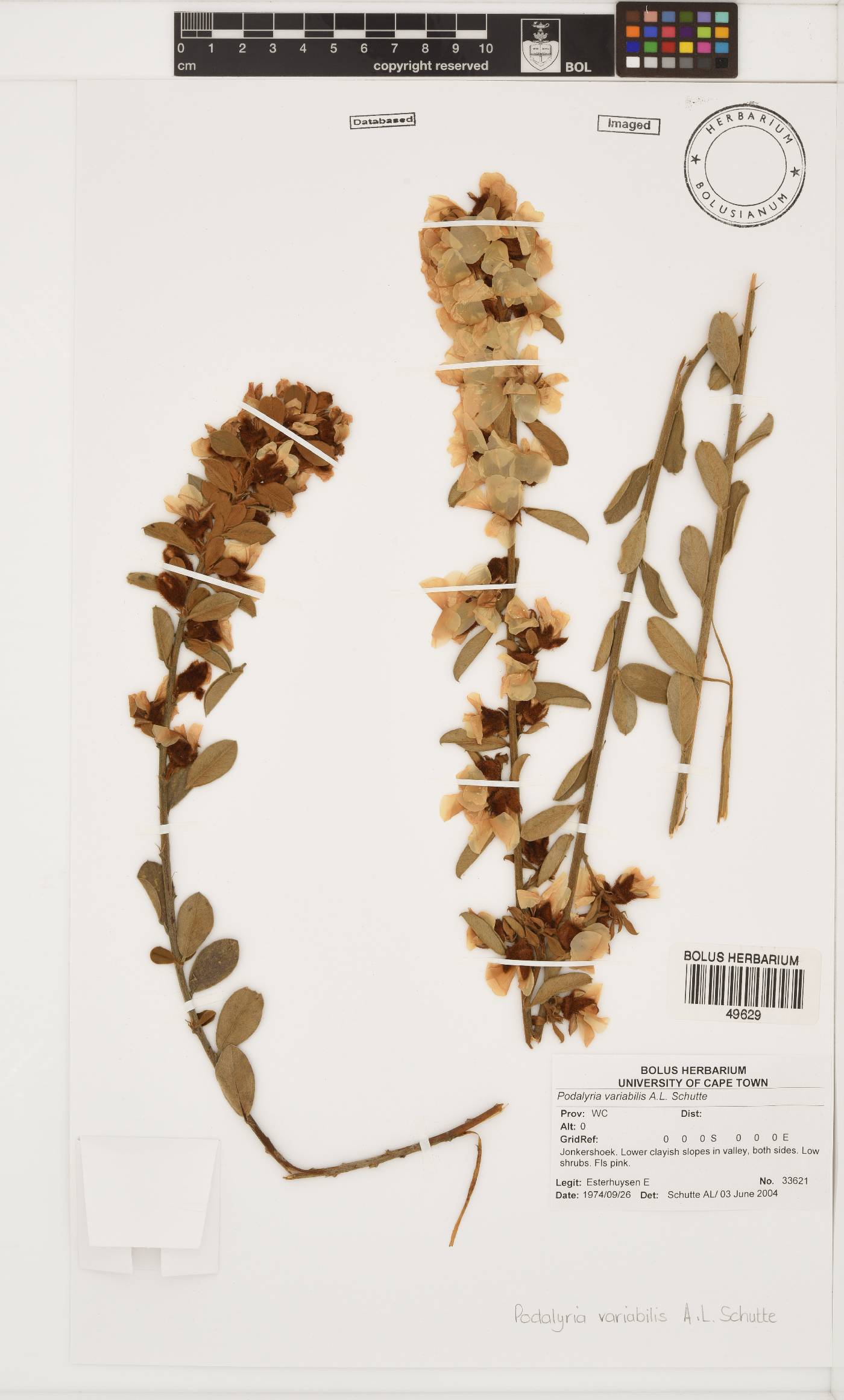 Podalyria variabilis image