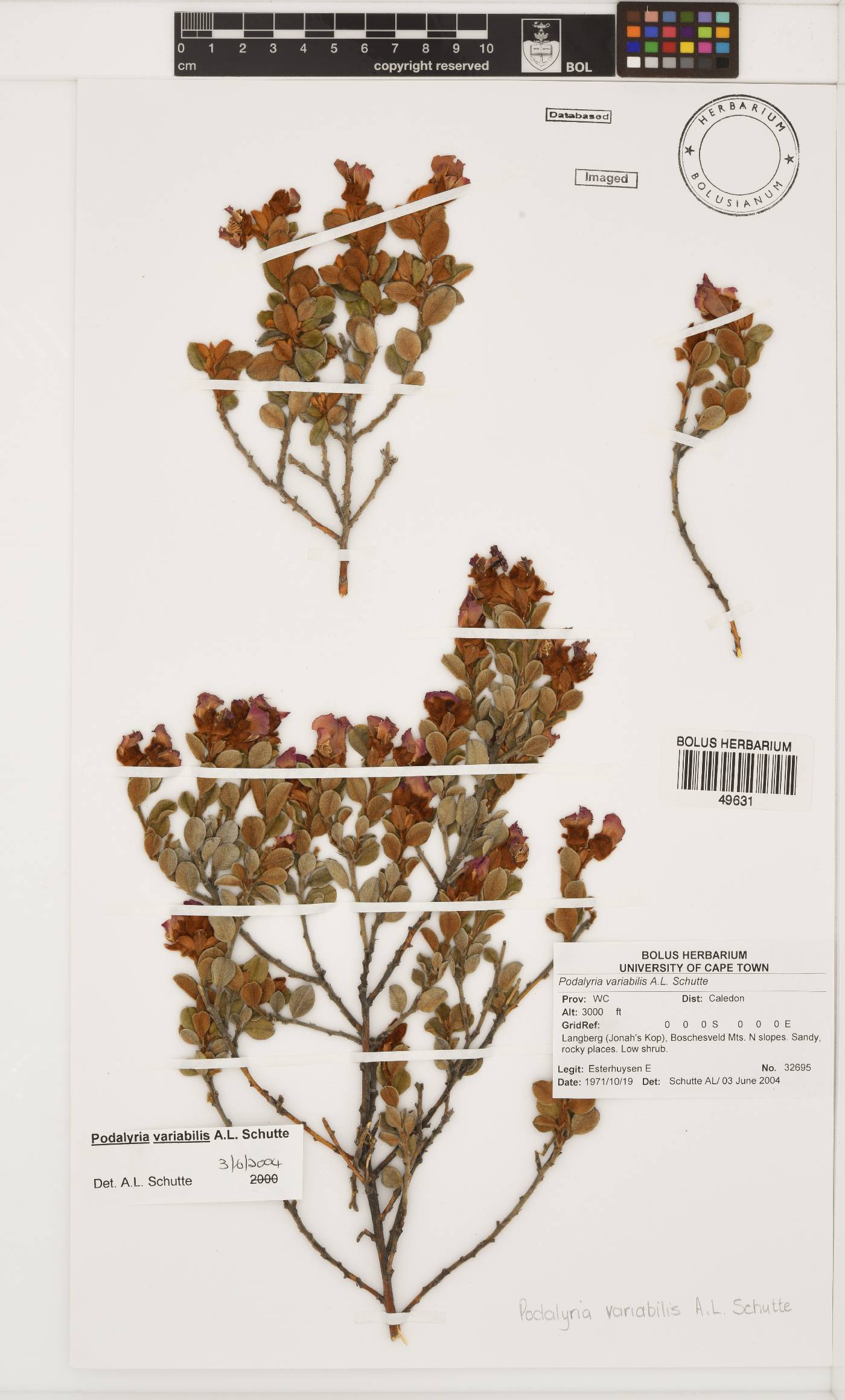 Podalyria variabilis image