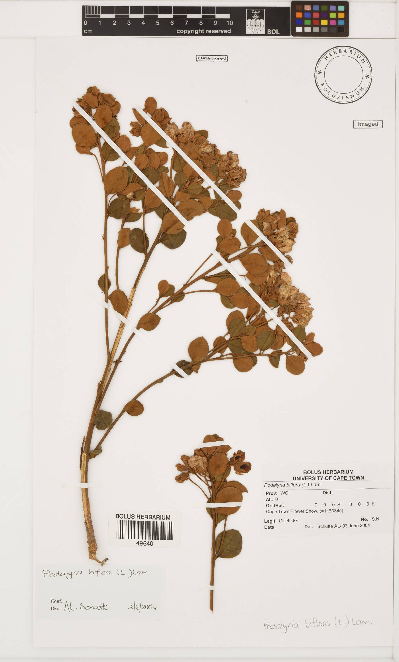 Podalyria biflora image