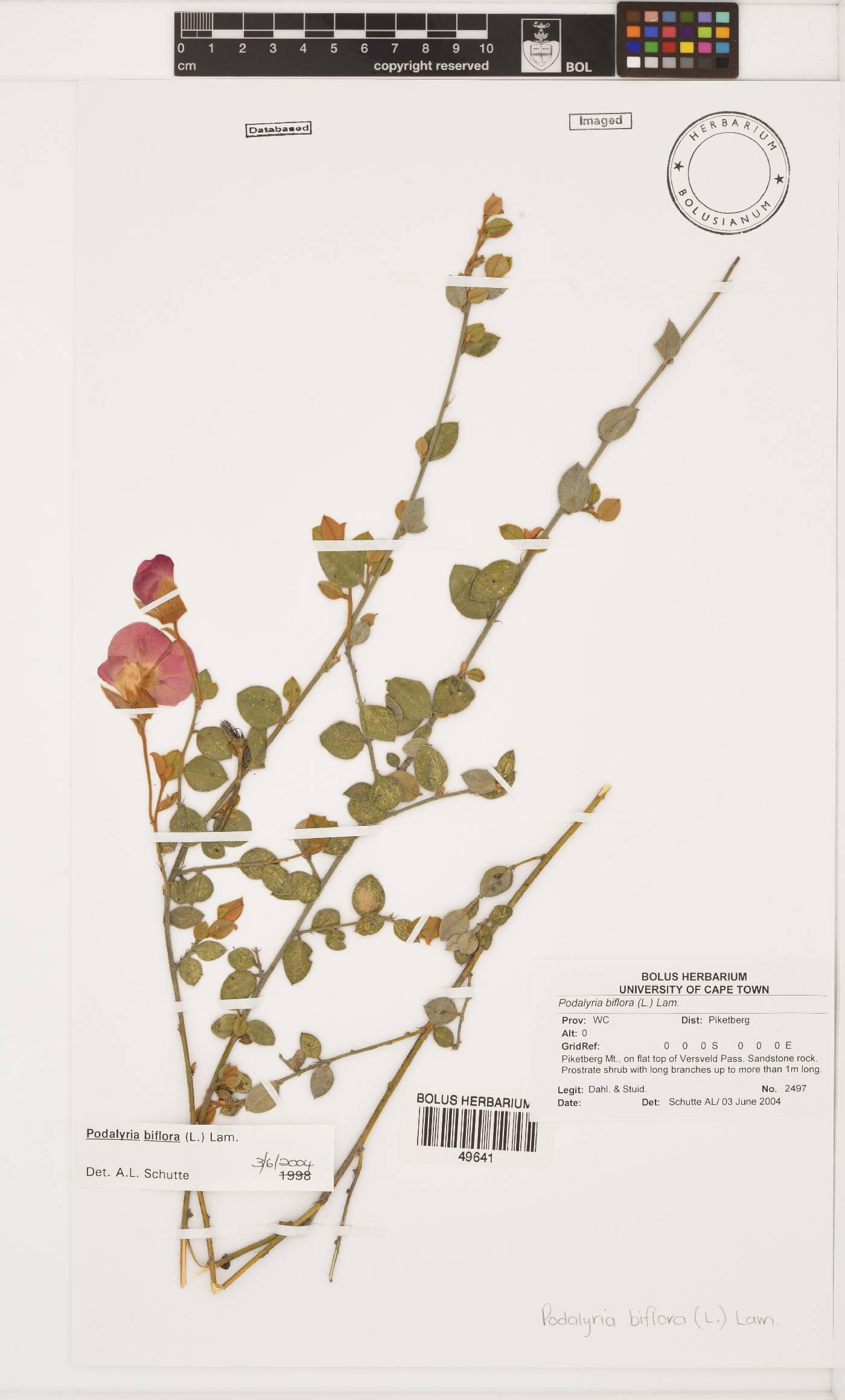 Podalyria biflora image