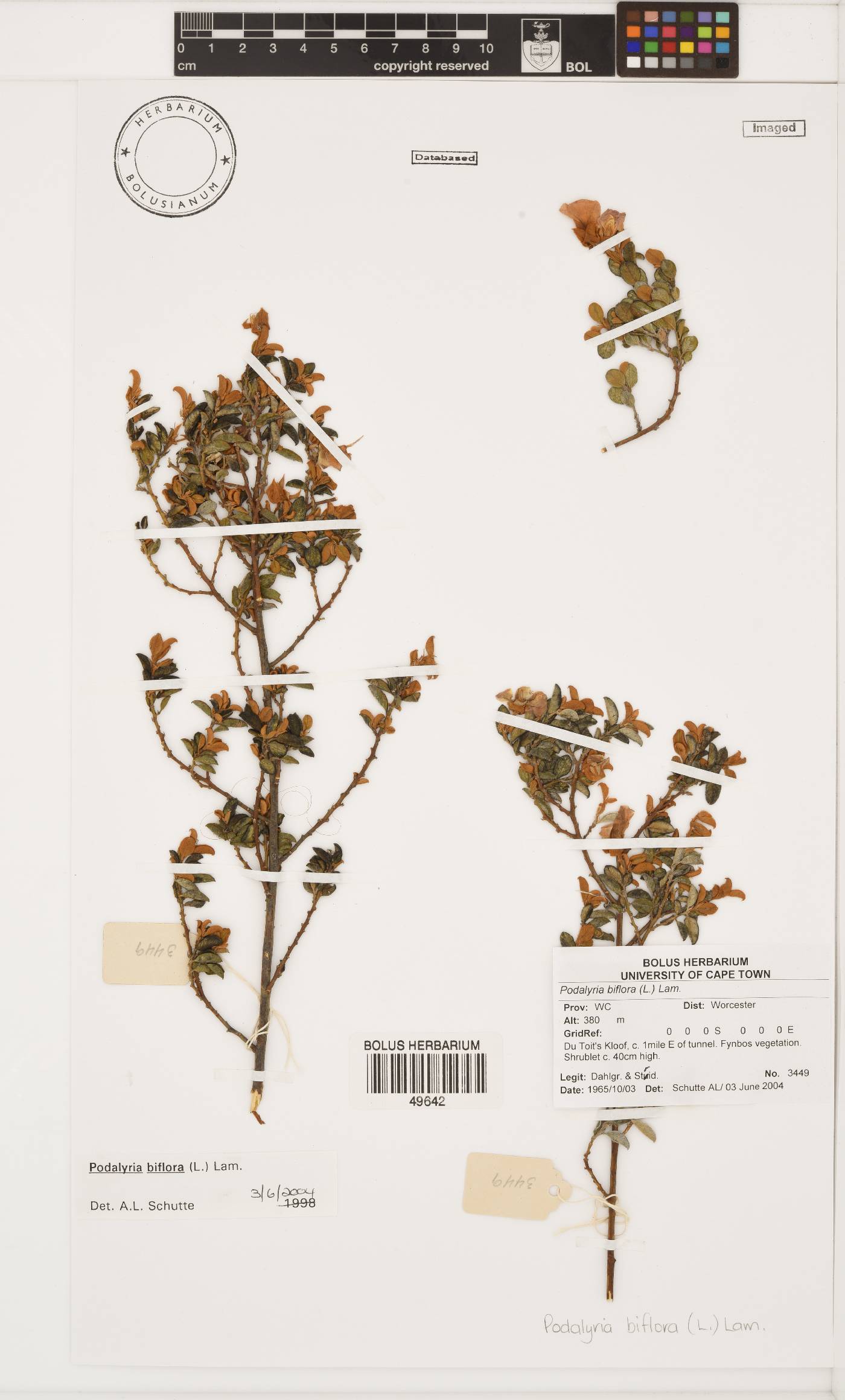 Podalyria biflora image