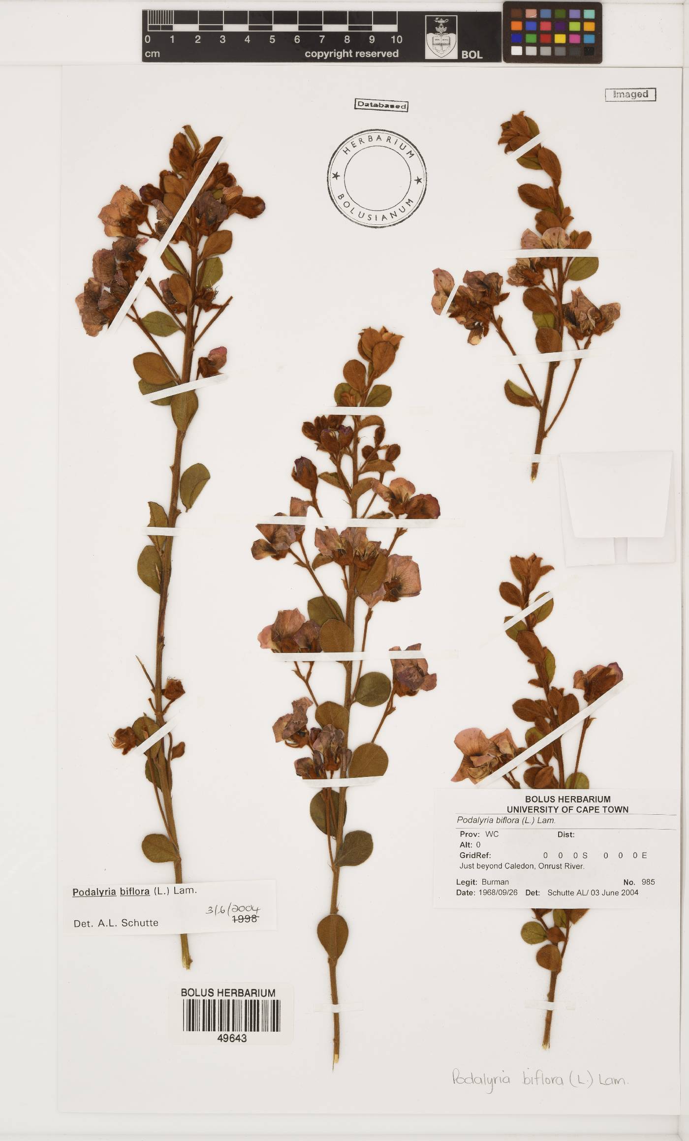 Podalyria biflora image
