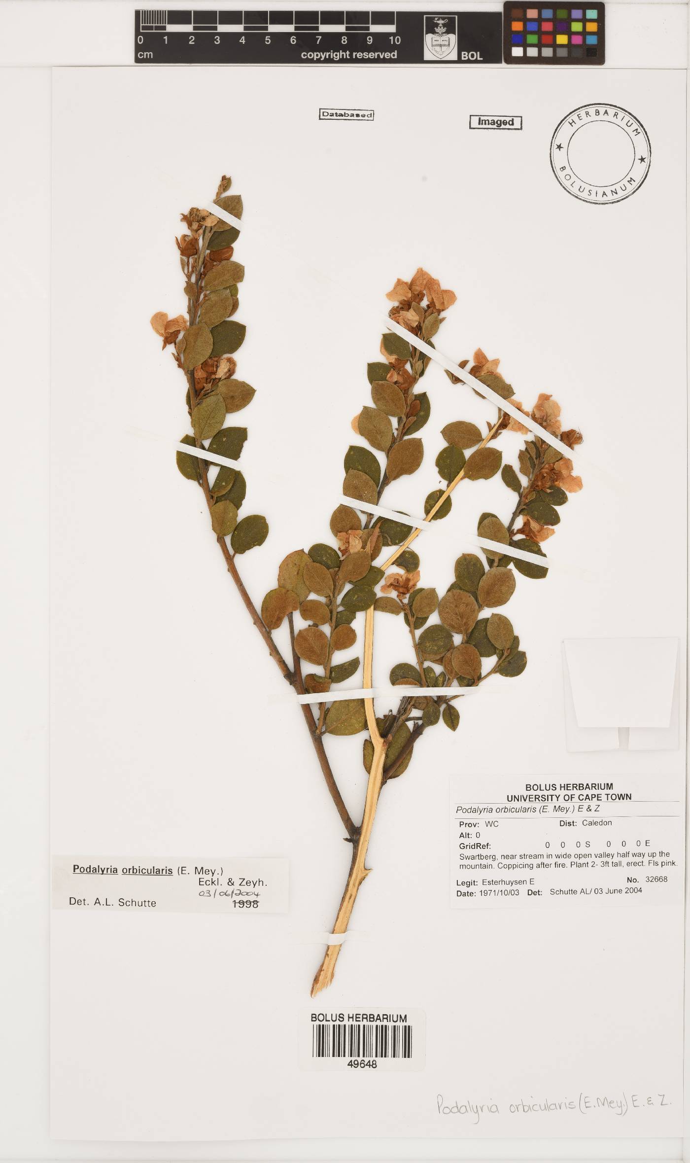 Podalyria orbicularis image