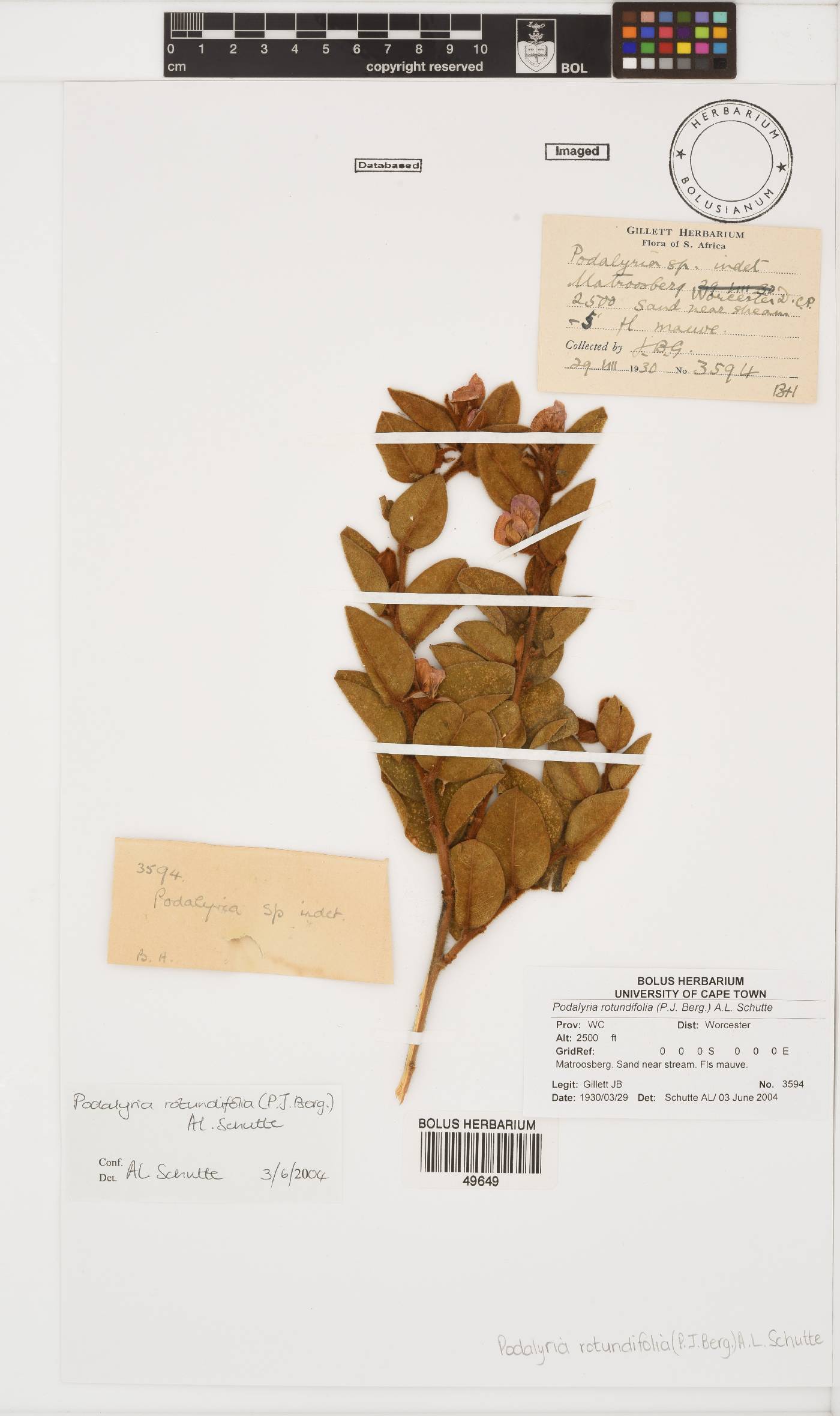 Podalyria rotundifolia image