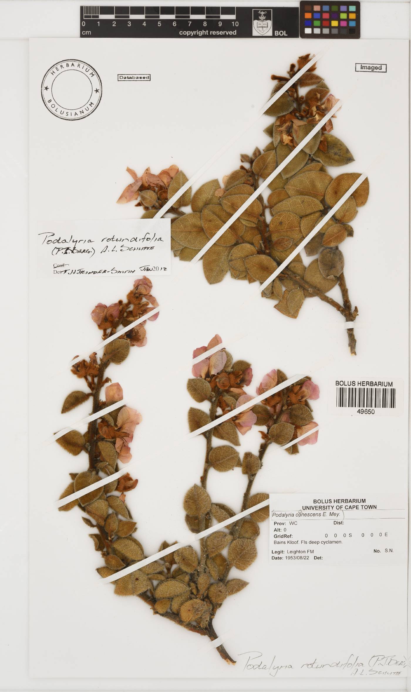 Podalyria rotundifolia image