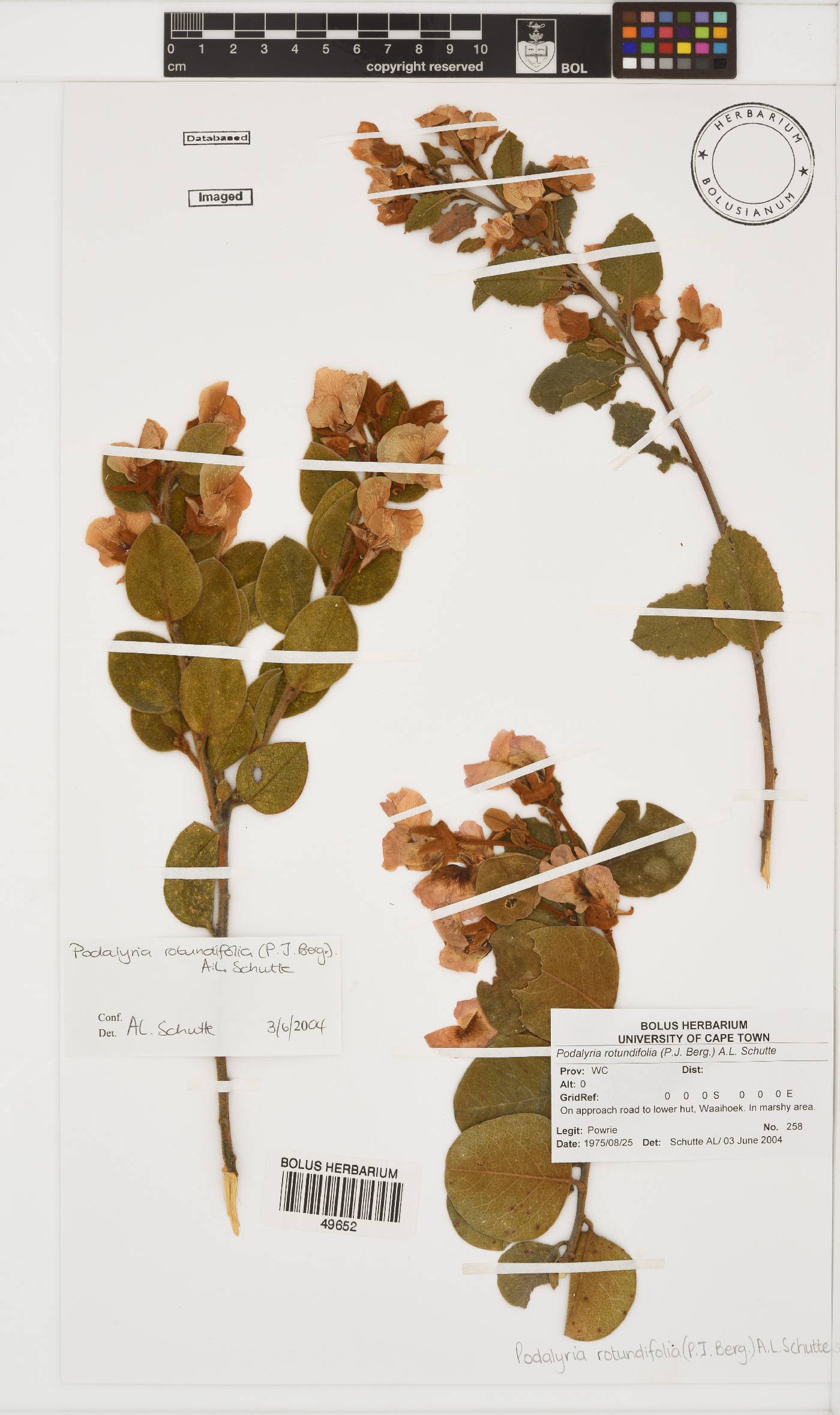 Podalyria rotundifolia image
