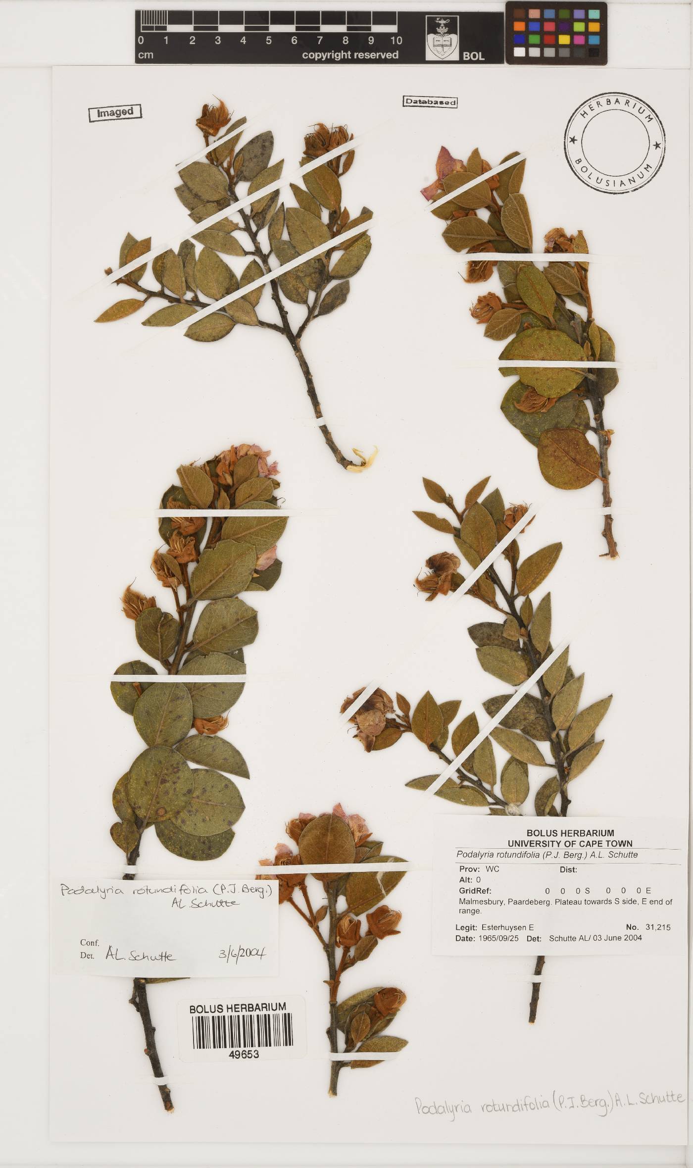 Podalyria rotundifolia image