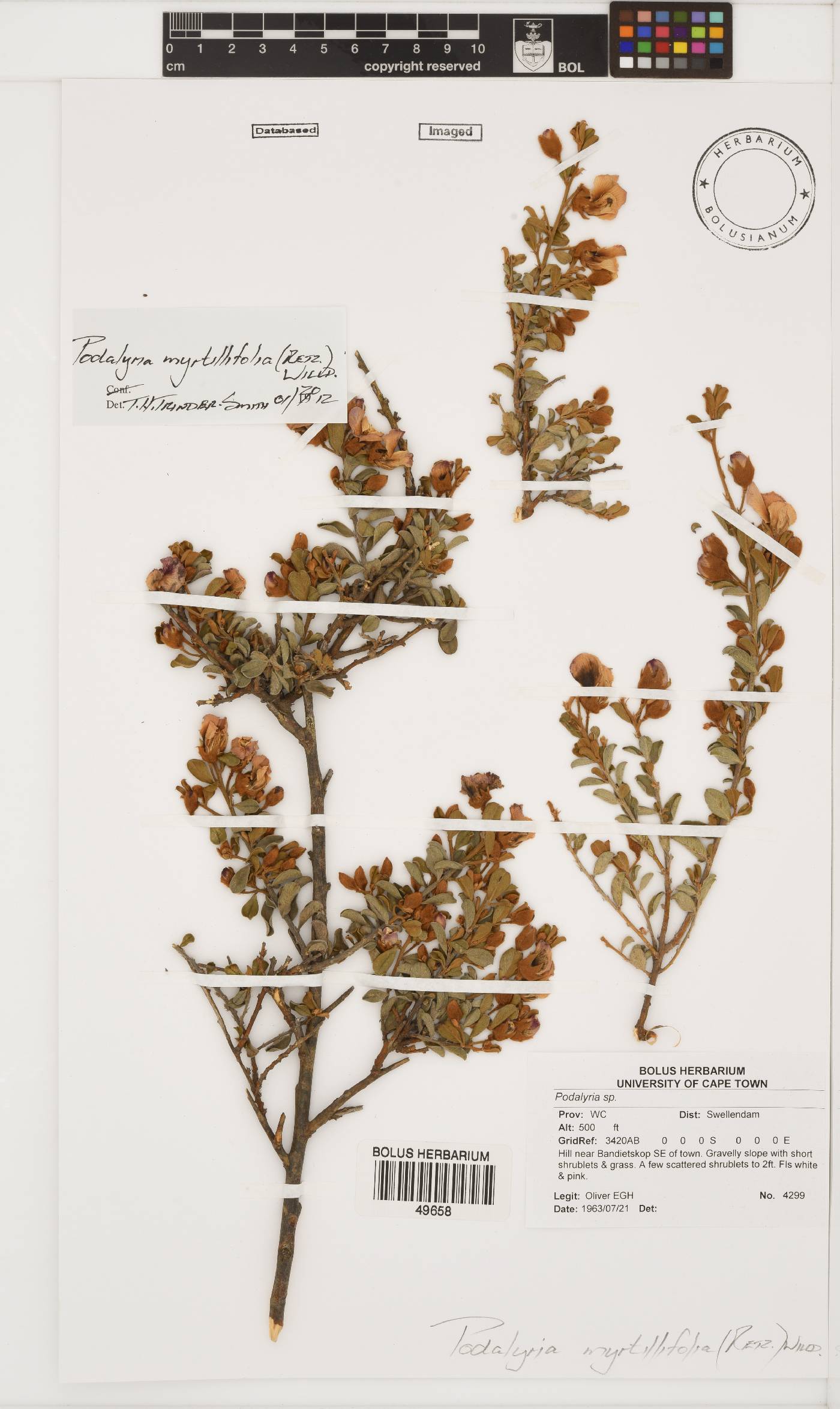 Podalyria myrtillifolia image