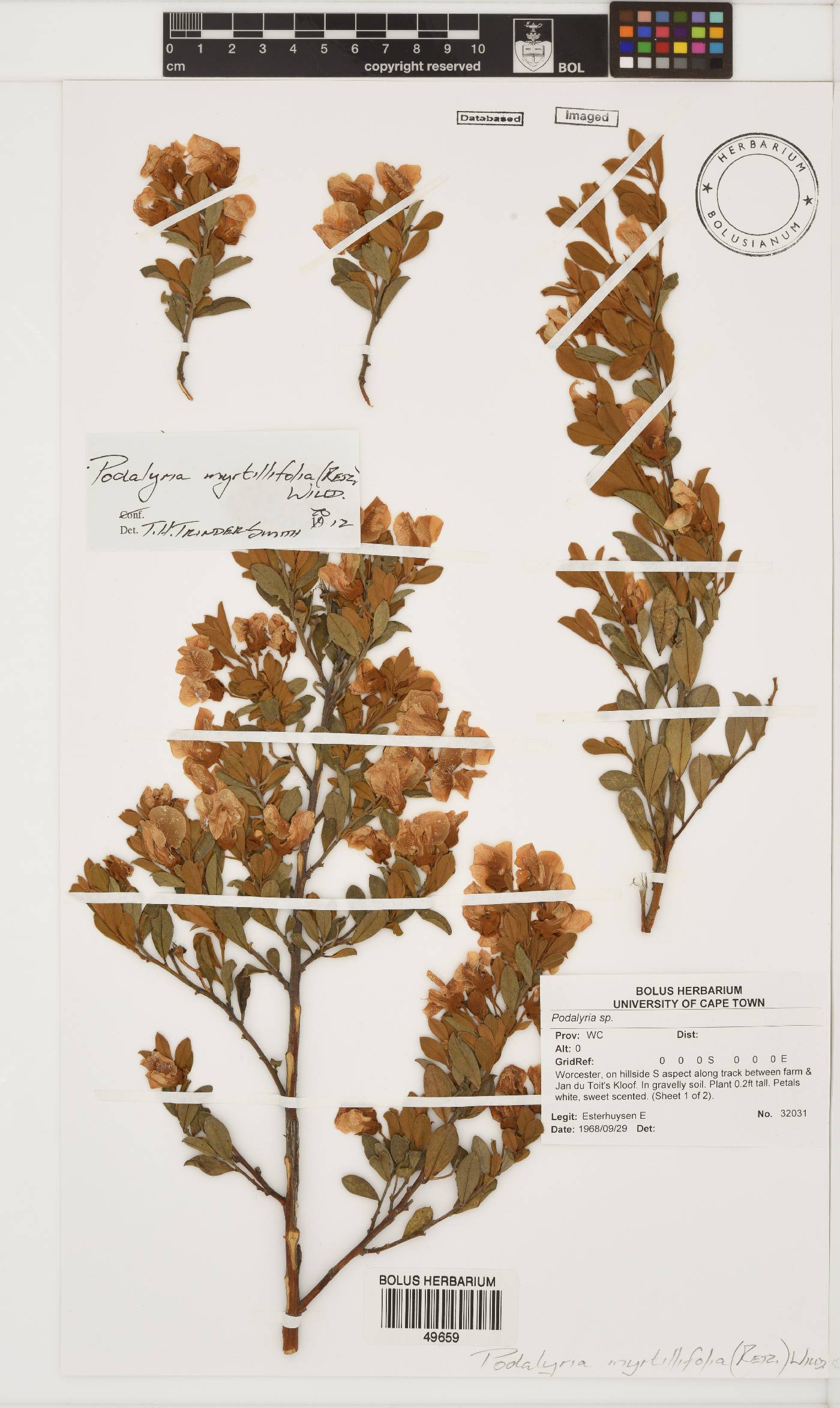 Podalyria myrtillifolia image