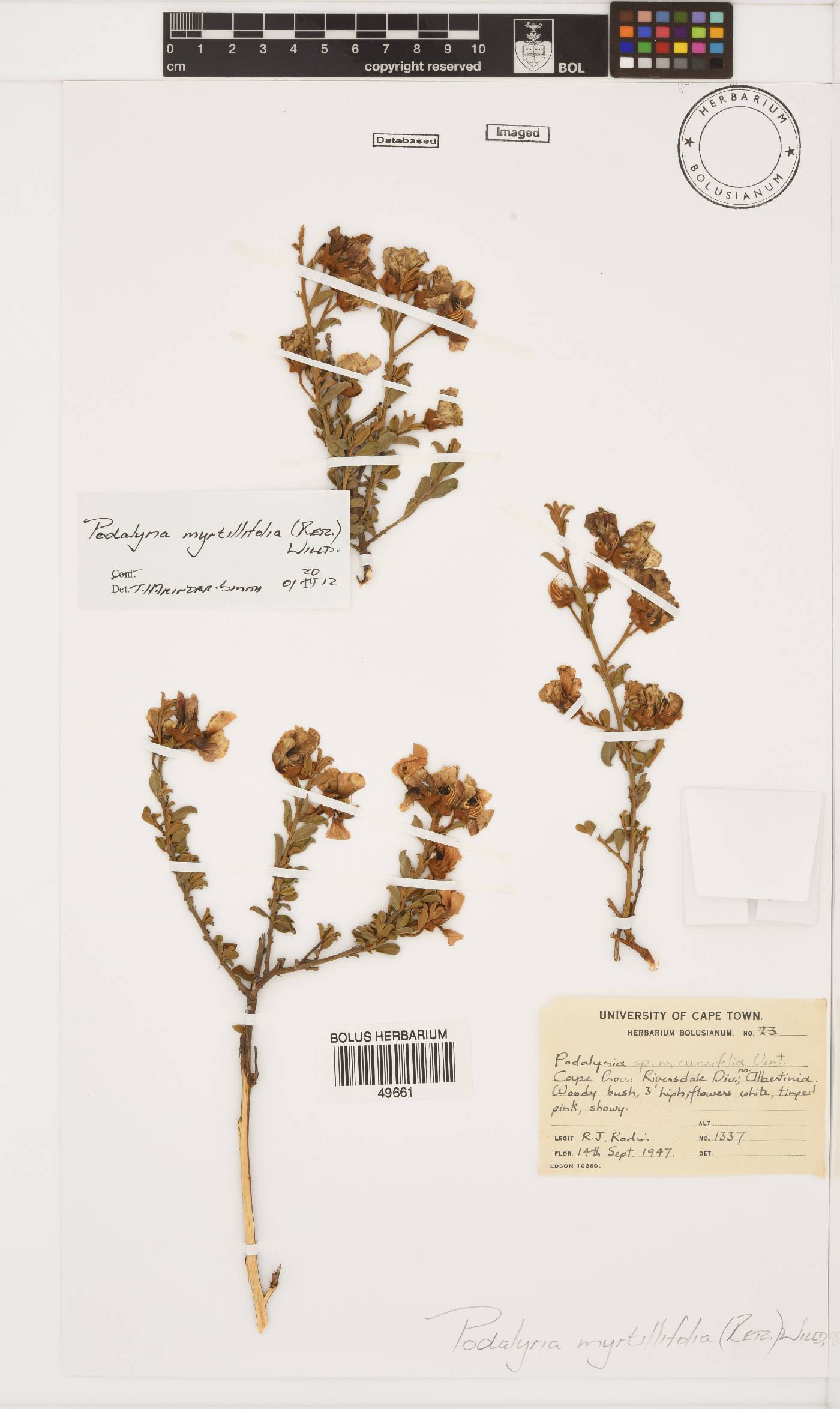 Podalyria myrtillifolia image