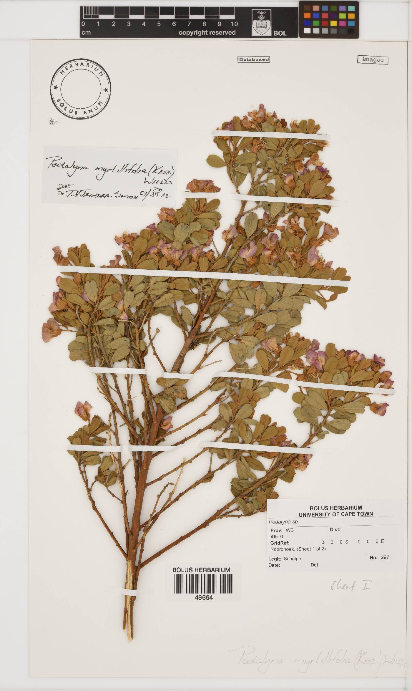 Podalyria myrtillifolia image