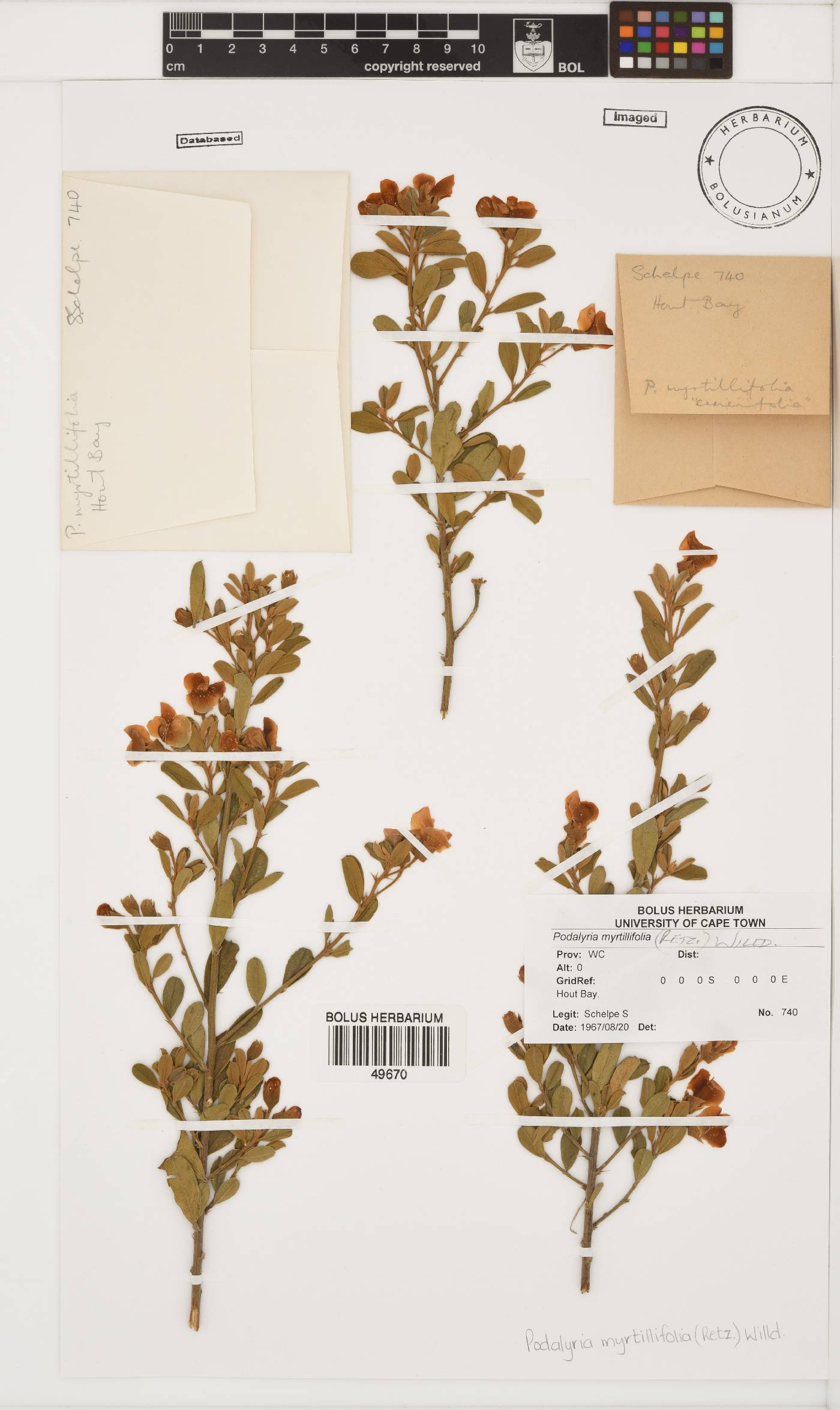 Podalyria myrtillifolia image