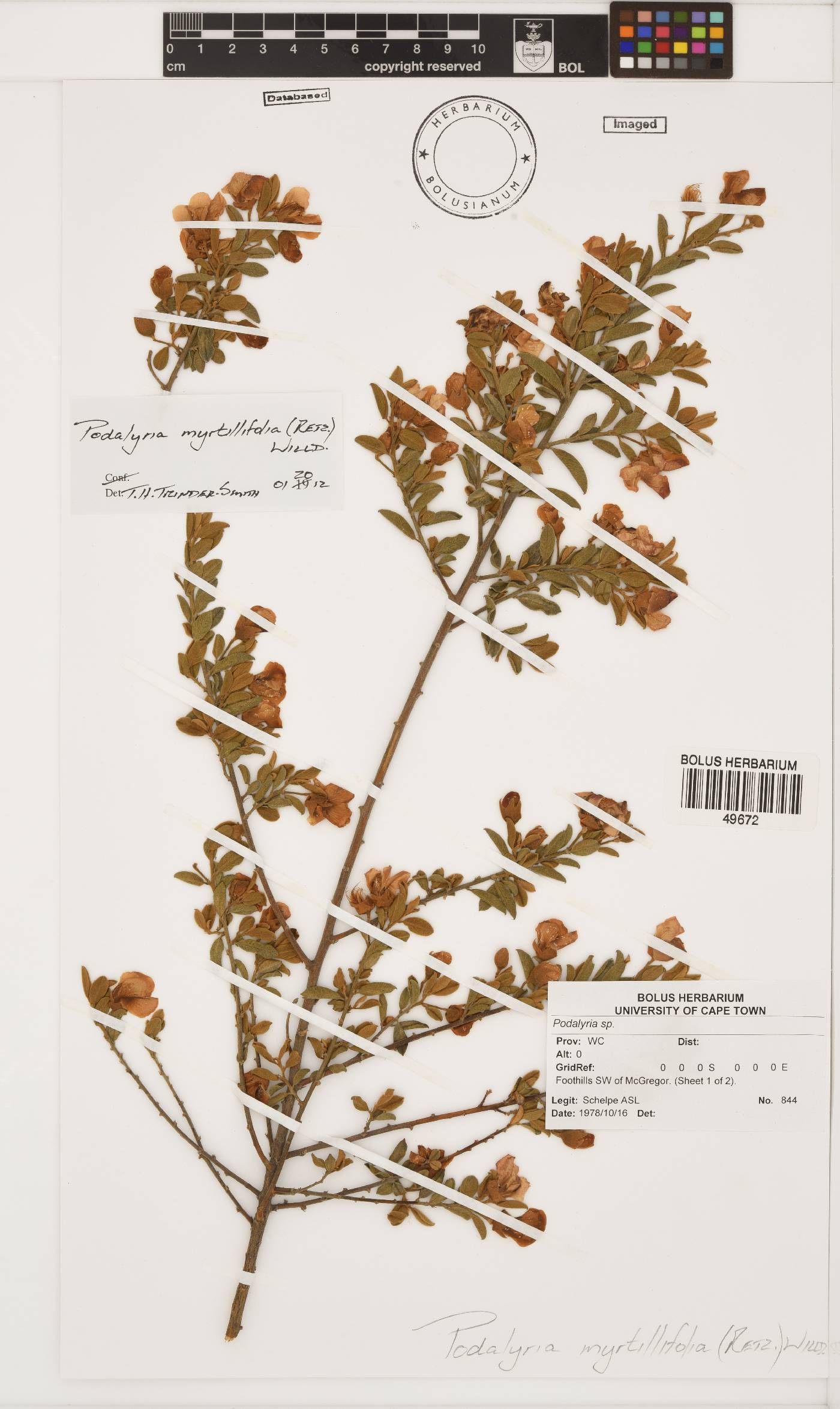 Podalyria myrtillifolia image