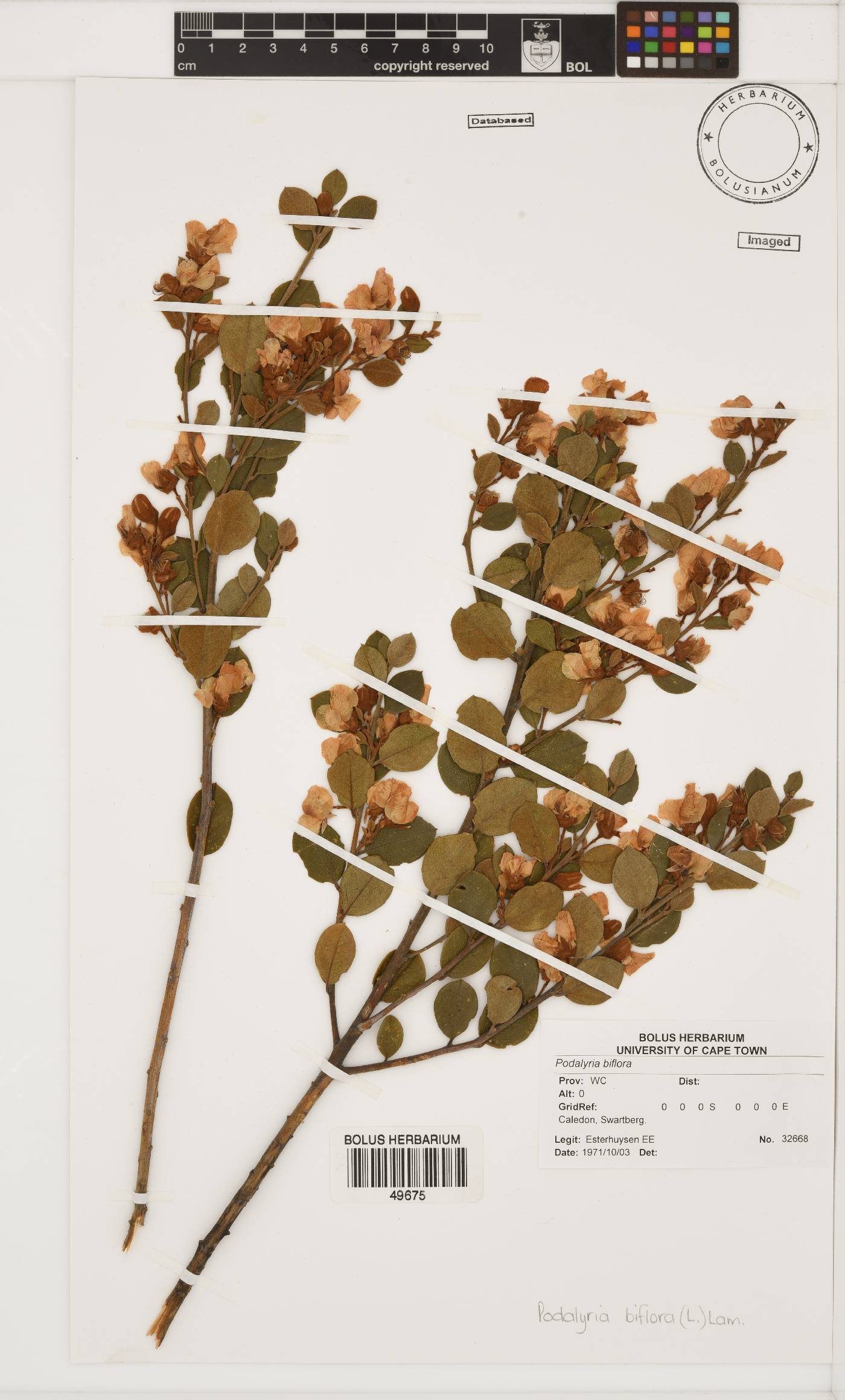Podalyria biflora image