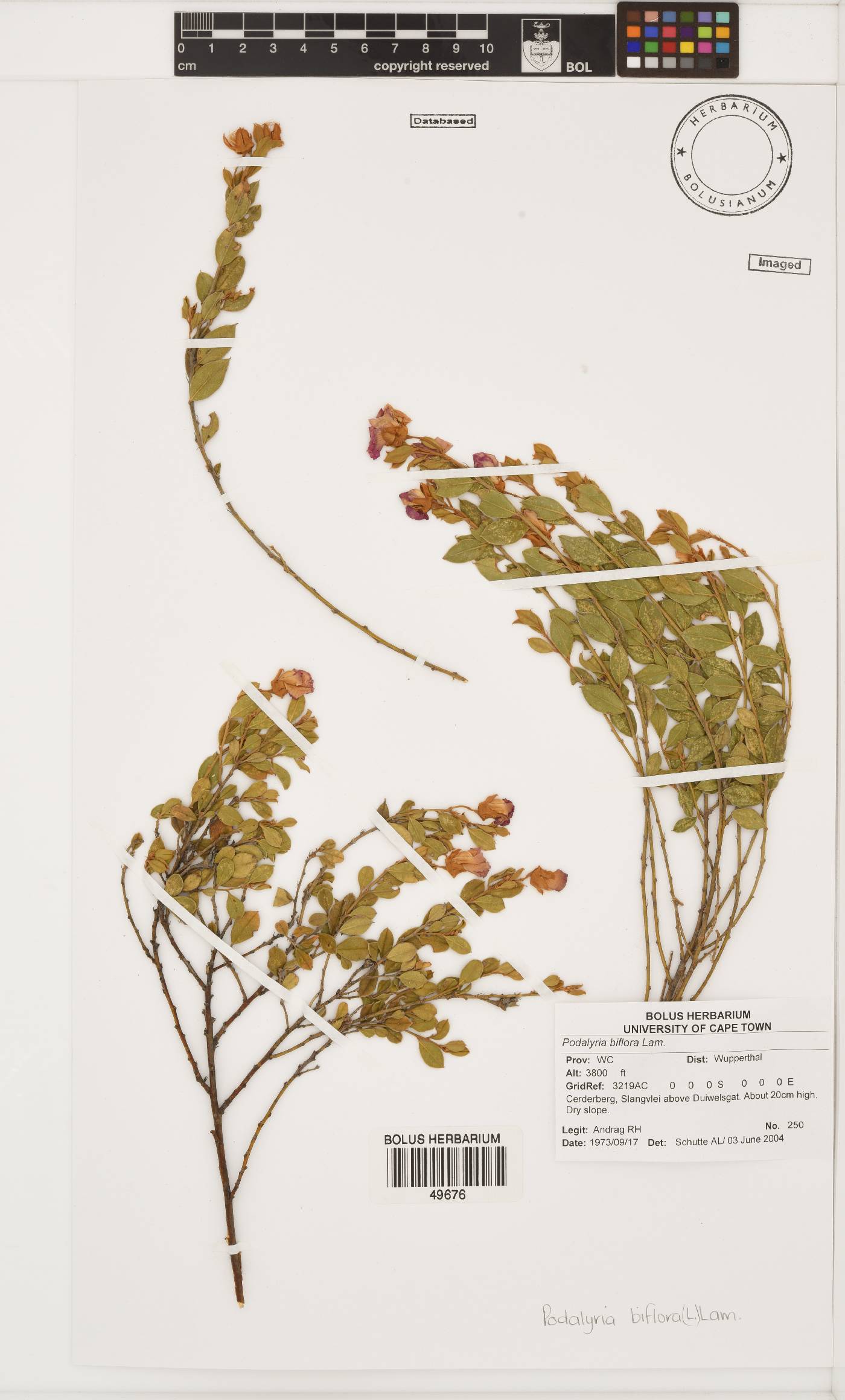 Podalyria biflora image