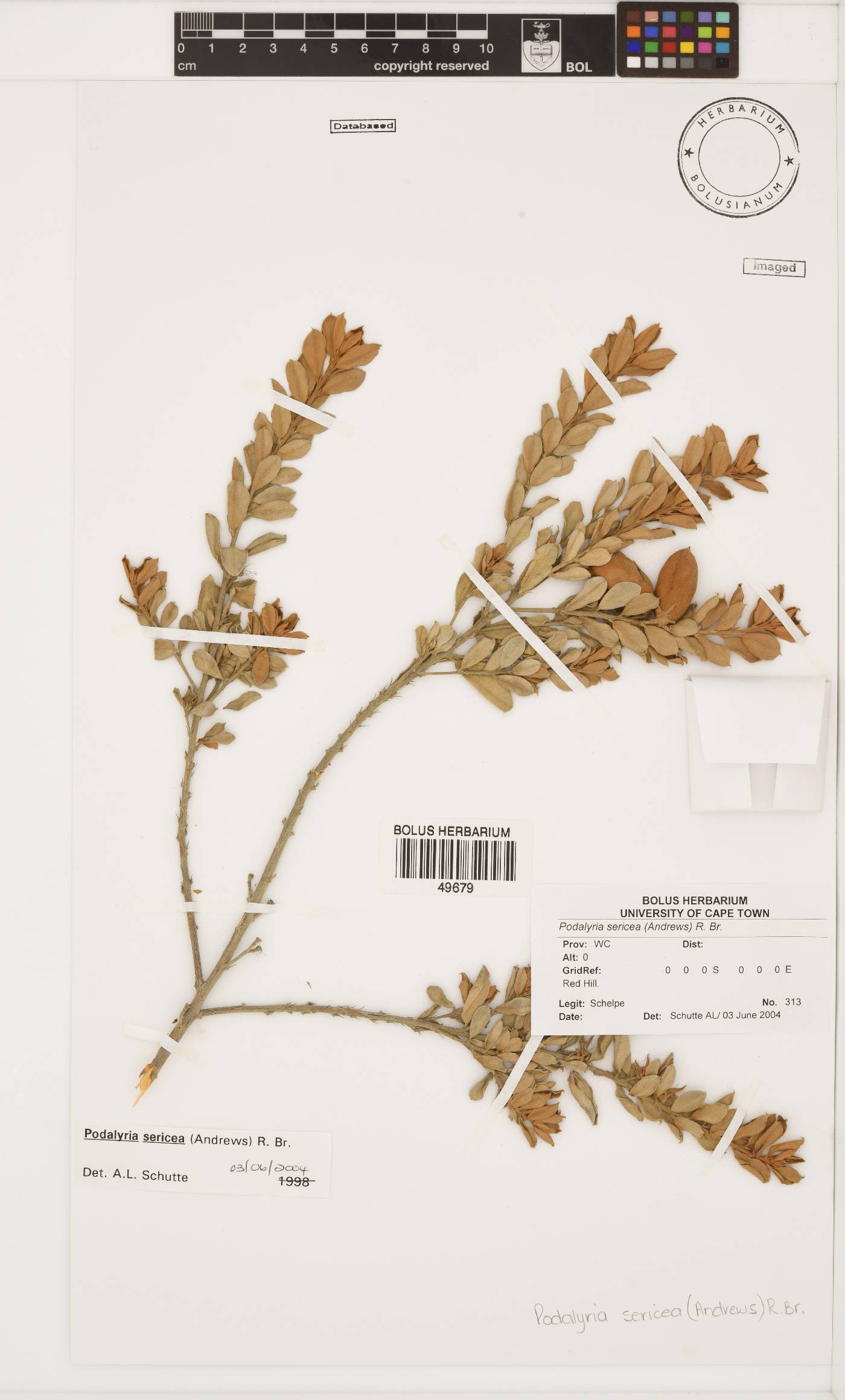 Podalyria sericea image