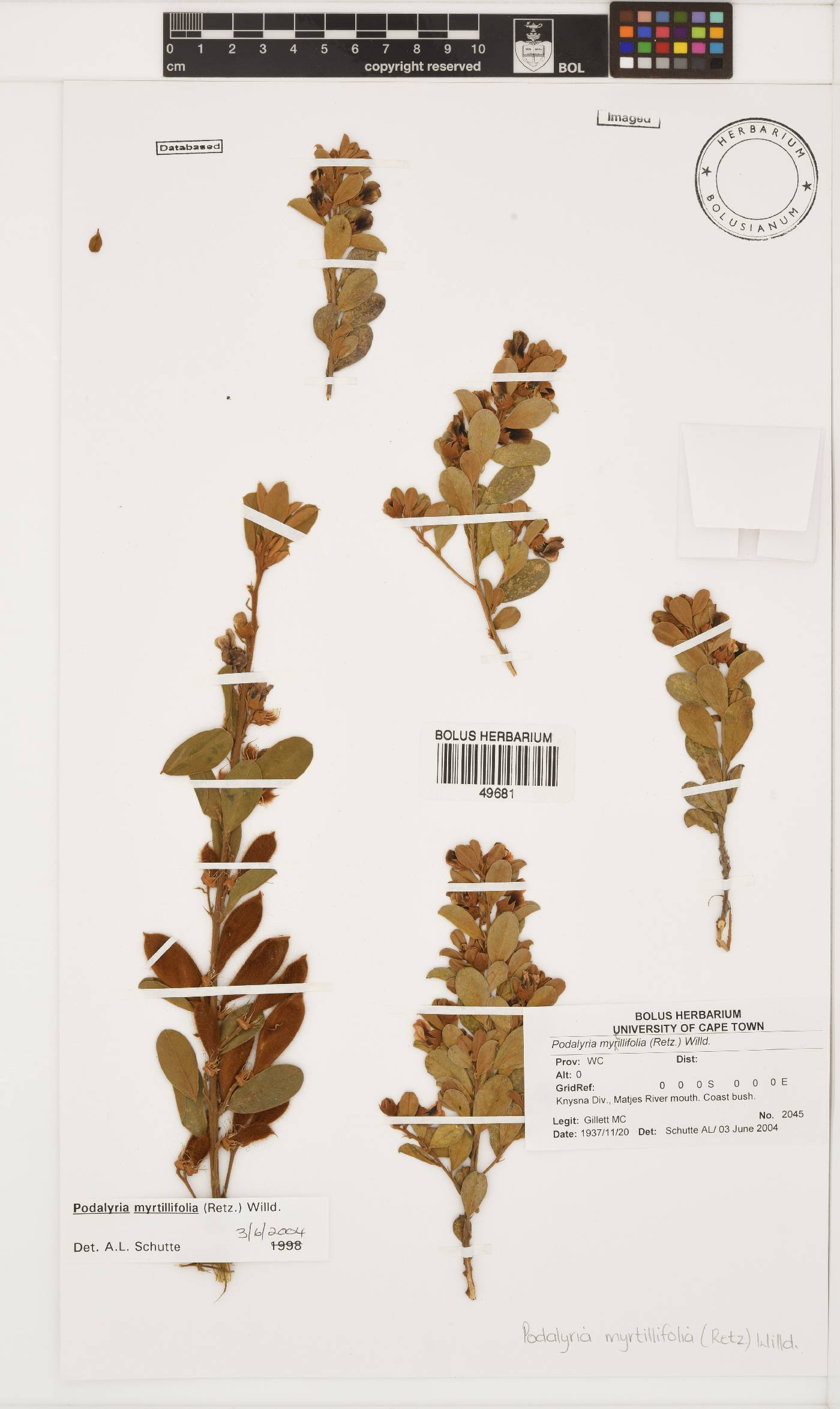 Podalyria myrtillifolia image