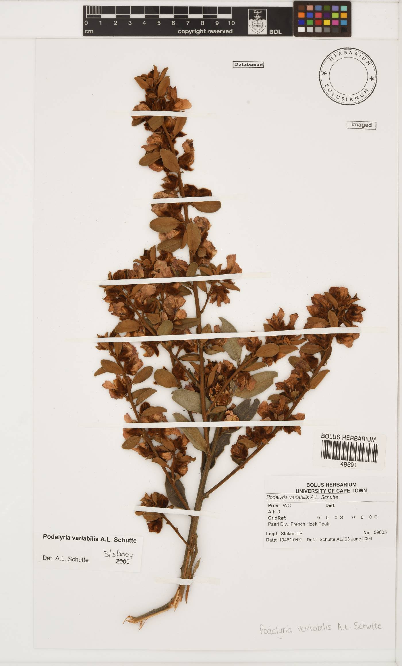 Podalyria variabilis image