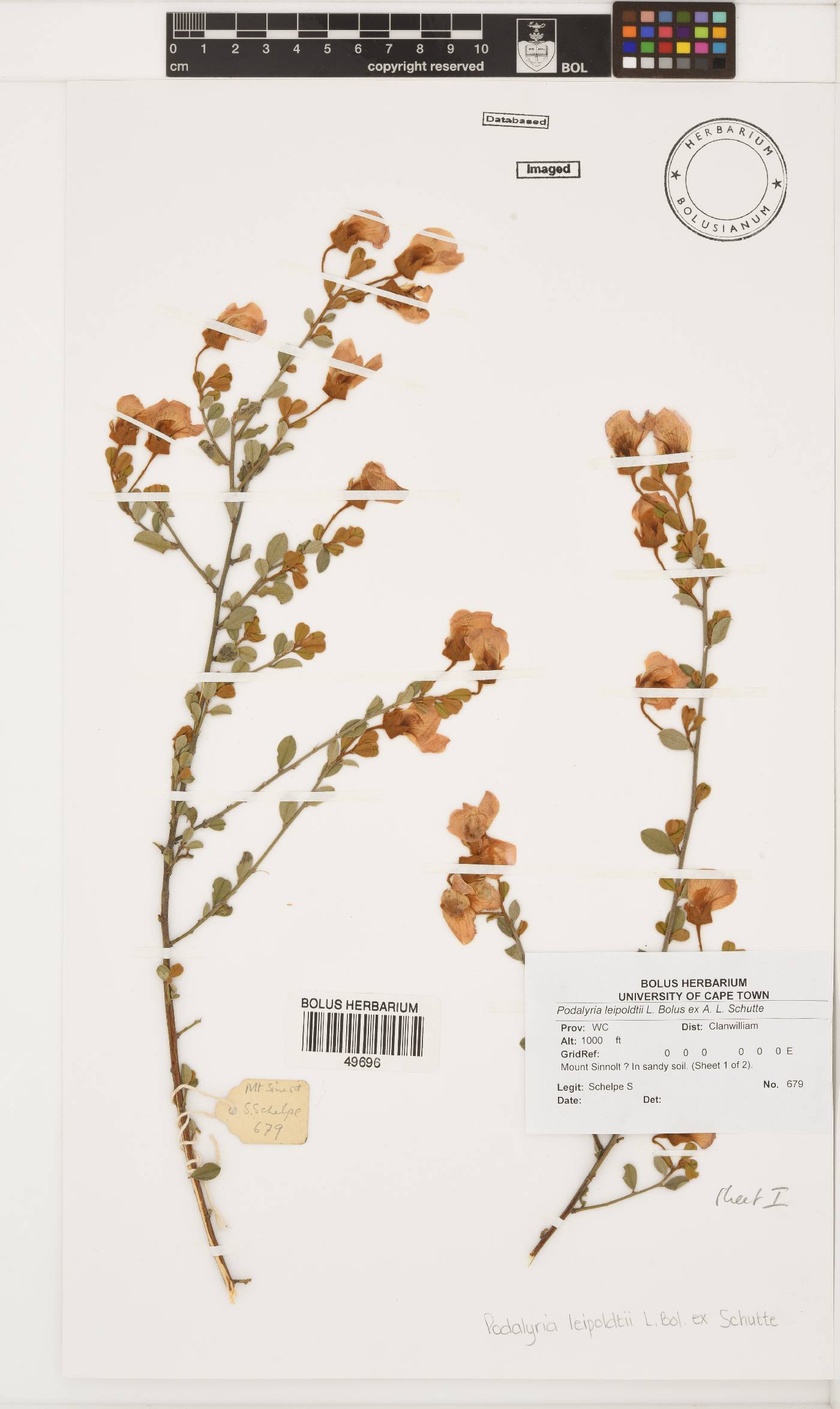 Podalyria leipoldtii image