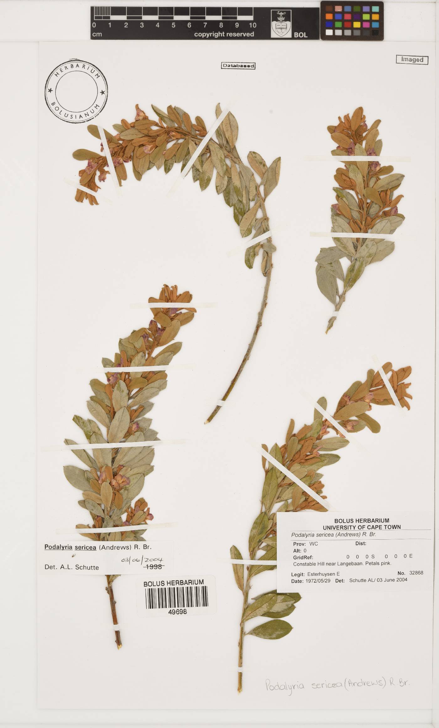 Podalyria sericea image
