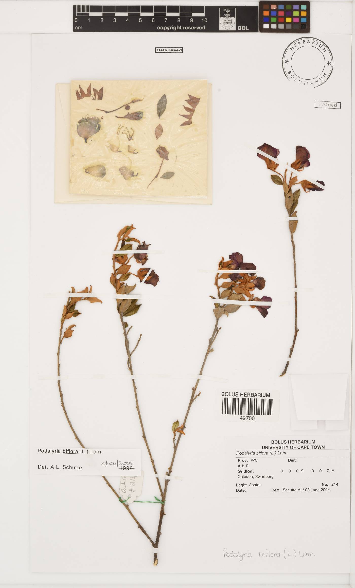 Podalyria biflora image