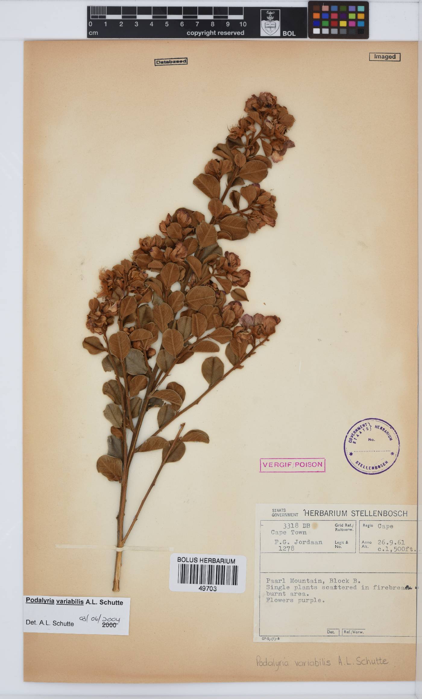 Podalyria variabilis image