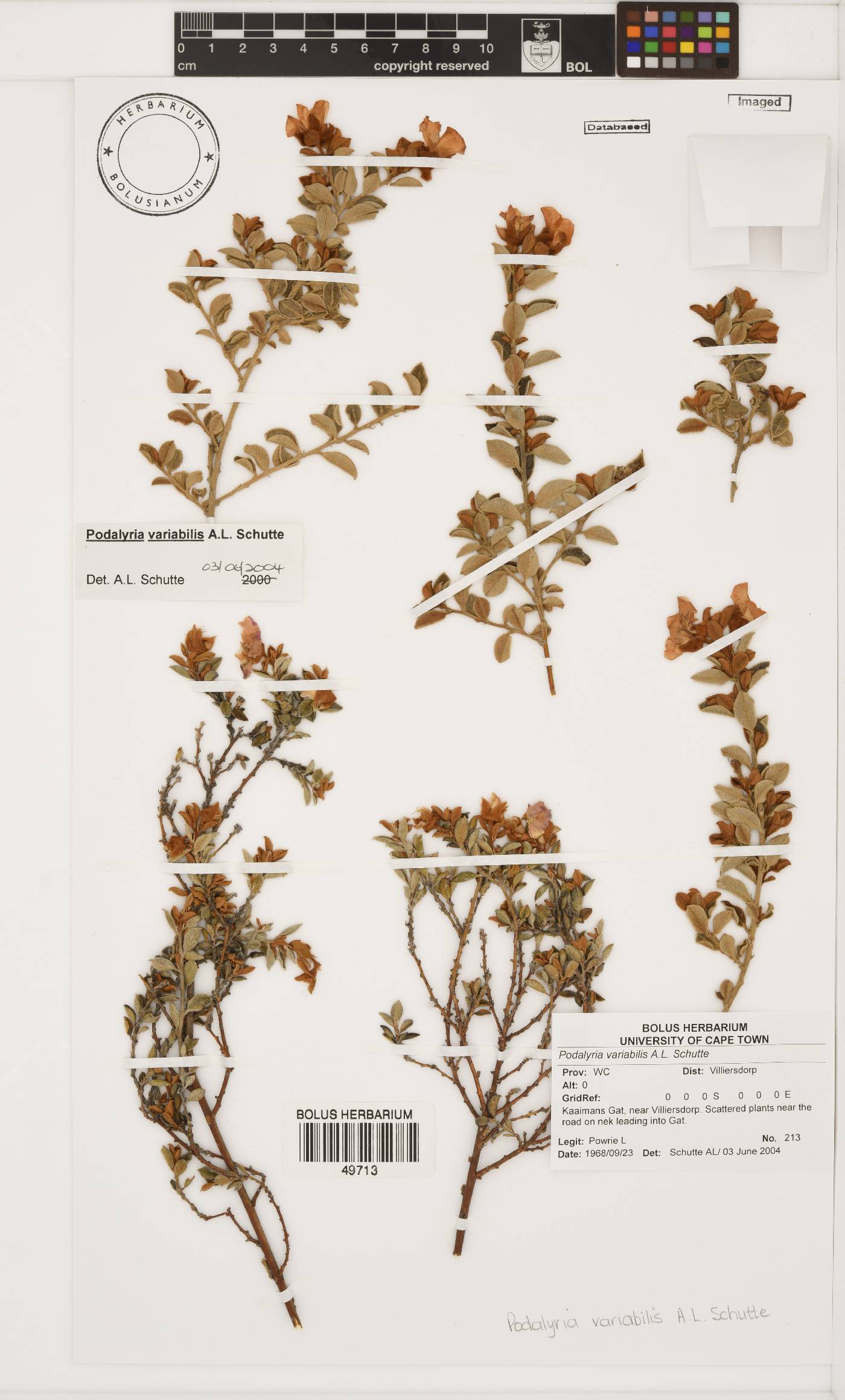 Podalyria variabilis image