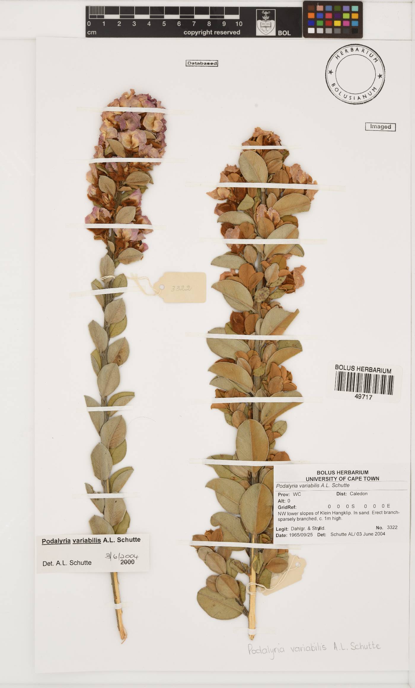 Podalyria variabilis image