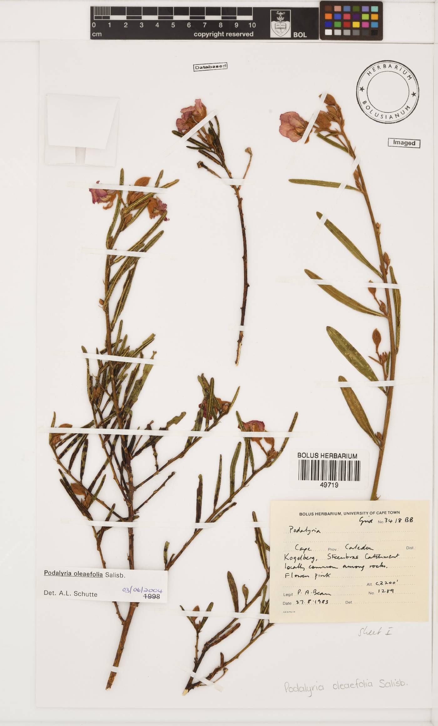 Podalyria oleaefolia image
